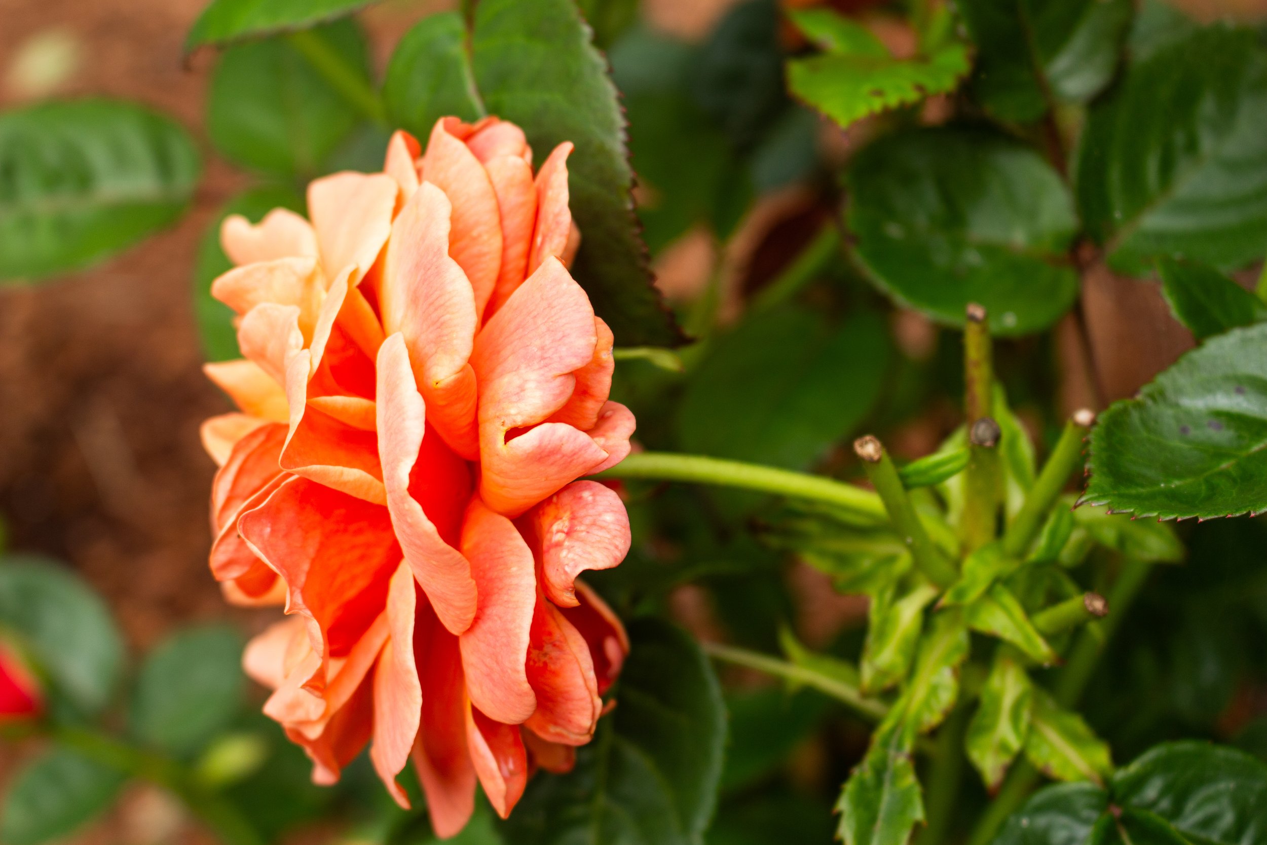 A close-up of a peach-colored flower on a green shrub with large leaves.