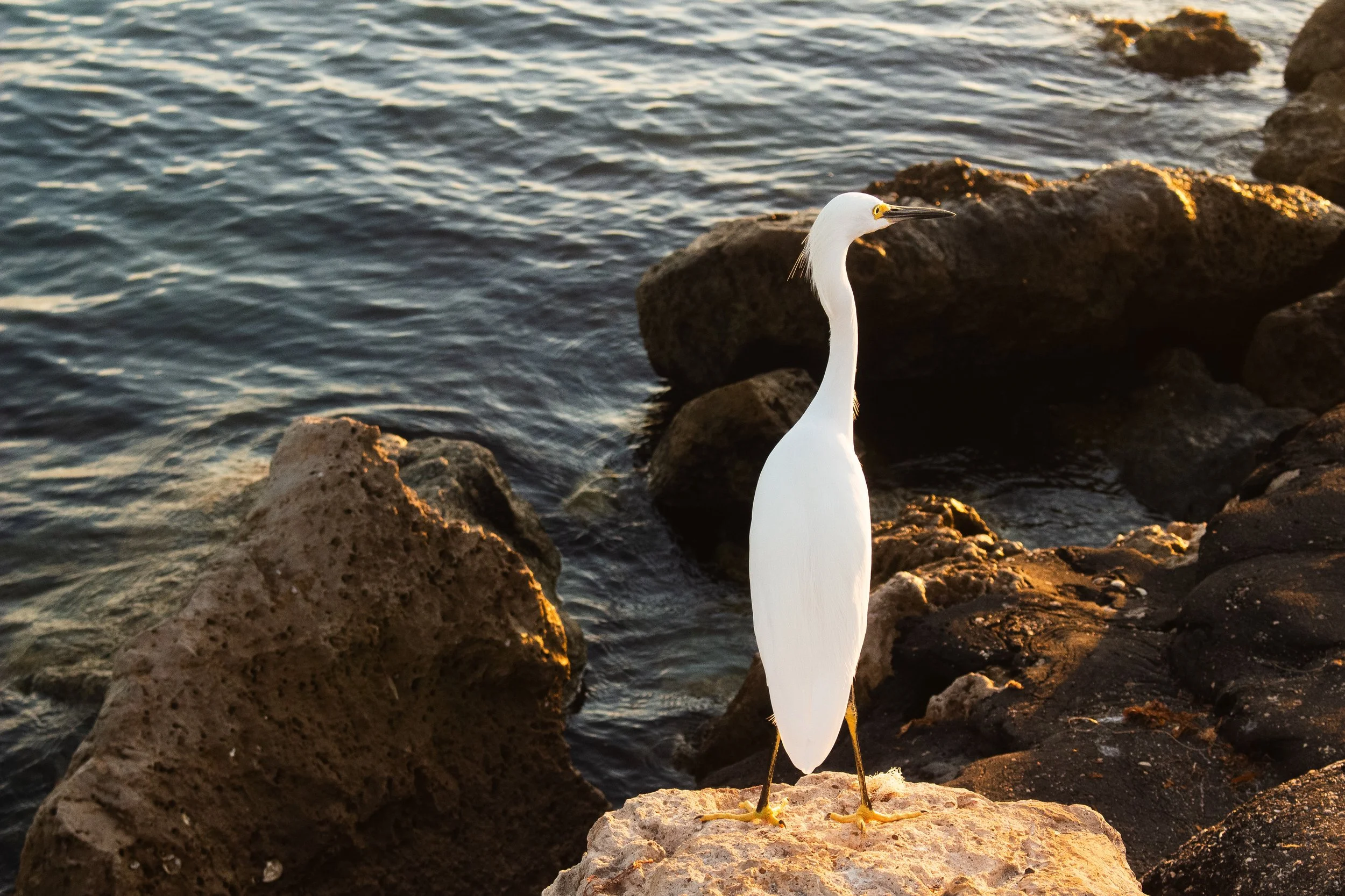 A white heron standing on a rock near the shoreline with water and rocks in the background.