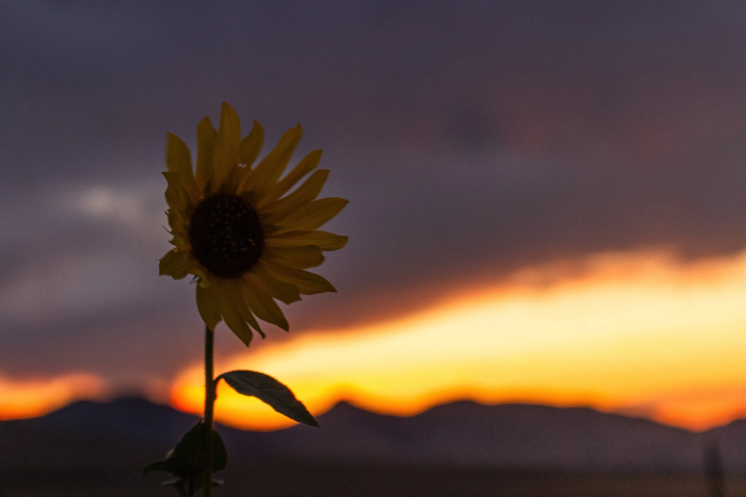A yellow flower with a dark center in front of a sunset sky with purple and orange hues.