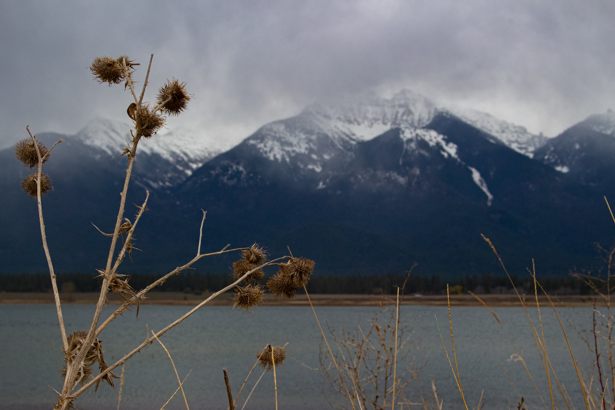 Dried plants with spiky seed heads in the foreground, a body of water in the middle ground, and snow-capped mountains under a cloudy sky in the background.