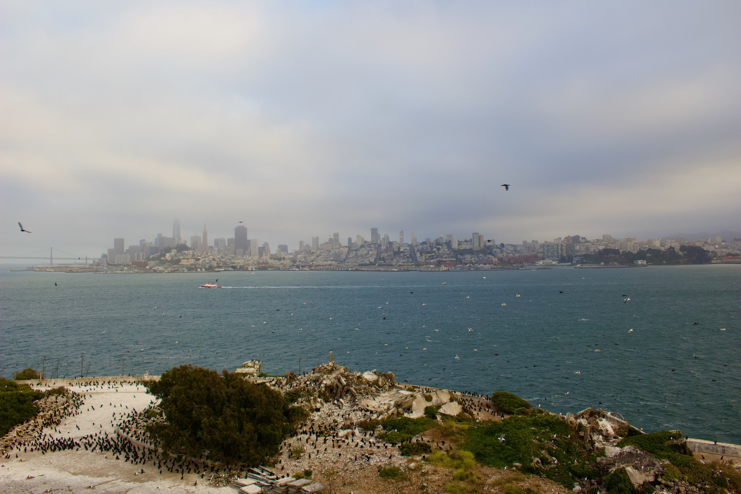 A view of San Francisco skyline from a hill, with fog partially covering the city, boats on the water, and the iconic Golden Gate Bridge partially visible on the left. The foreground shows rocky terrain and a large flock of black birds on the ground.