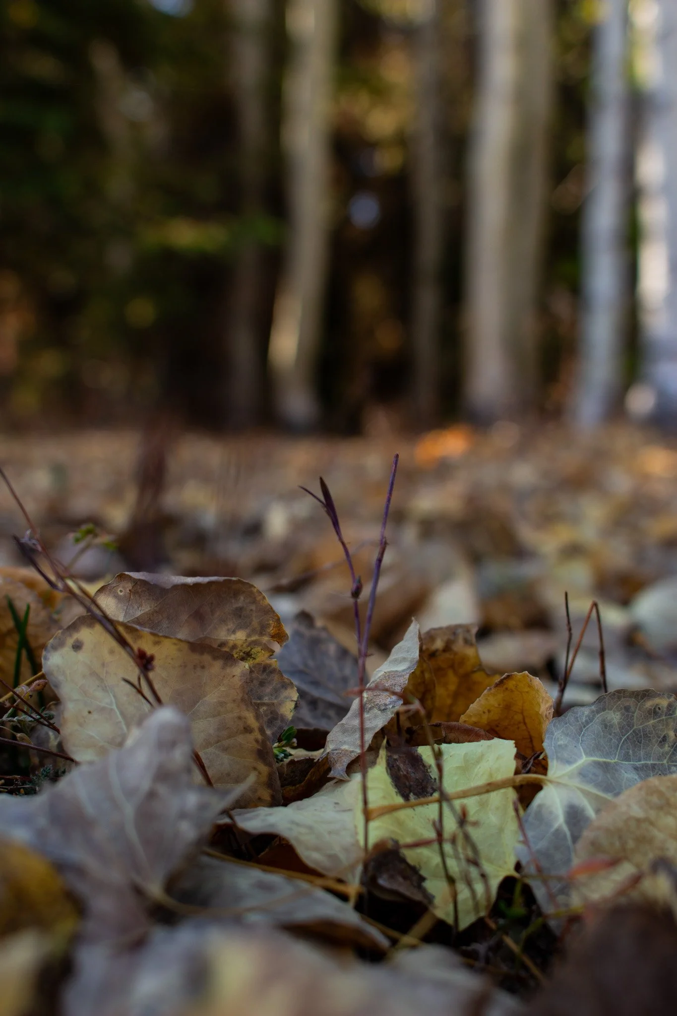 Close-up view of fallen autumn leaves on the ground with blurred trees in the background.