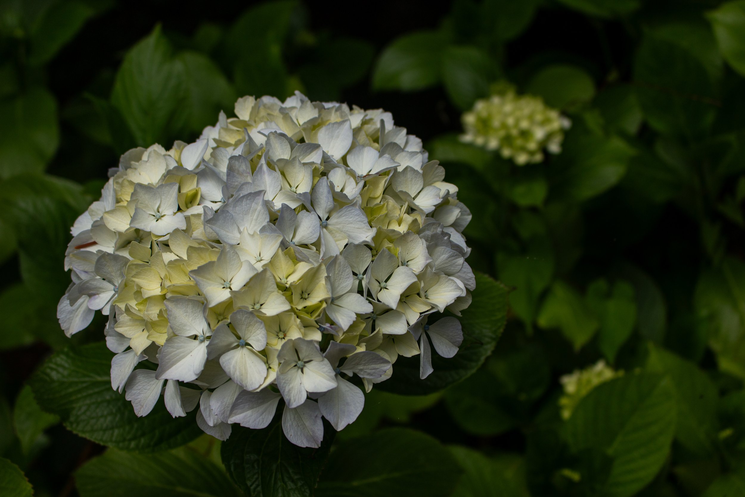 A white hydrangea flower in full bloom surrounded by green leaves.