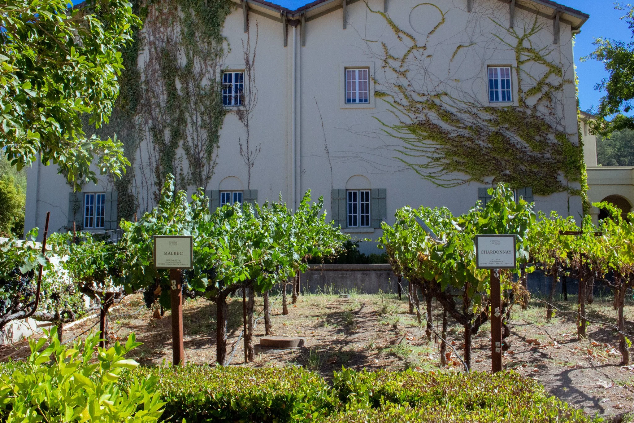 Vineyard with grape plants and signs for Malbec and Chardonnay wine varieties, in front of a white house with multiple windows and ivy growing on the walls, under a bright blue sky.