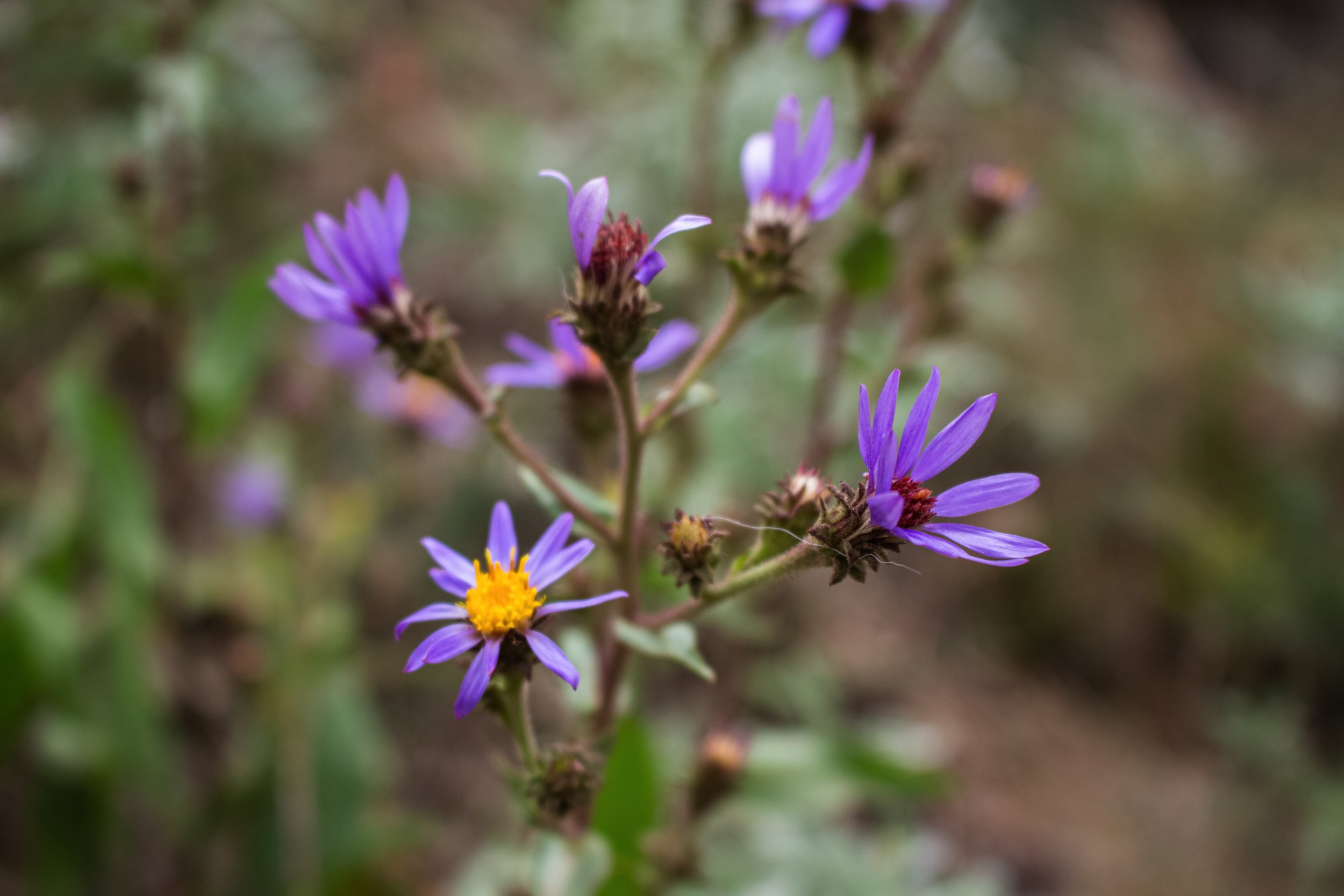Close-up of purple wildflowers with yellow centers on a blurred green and brown background.