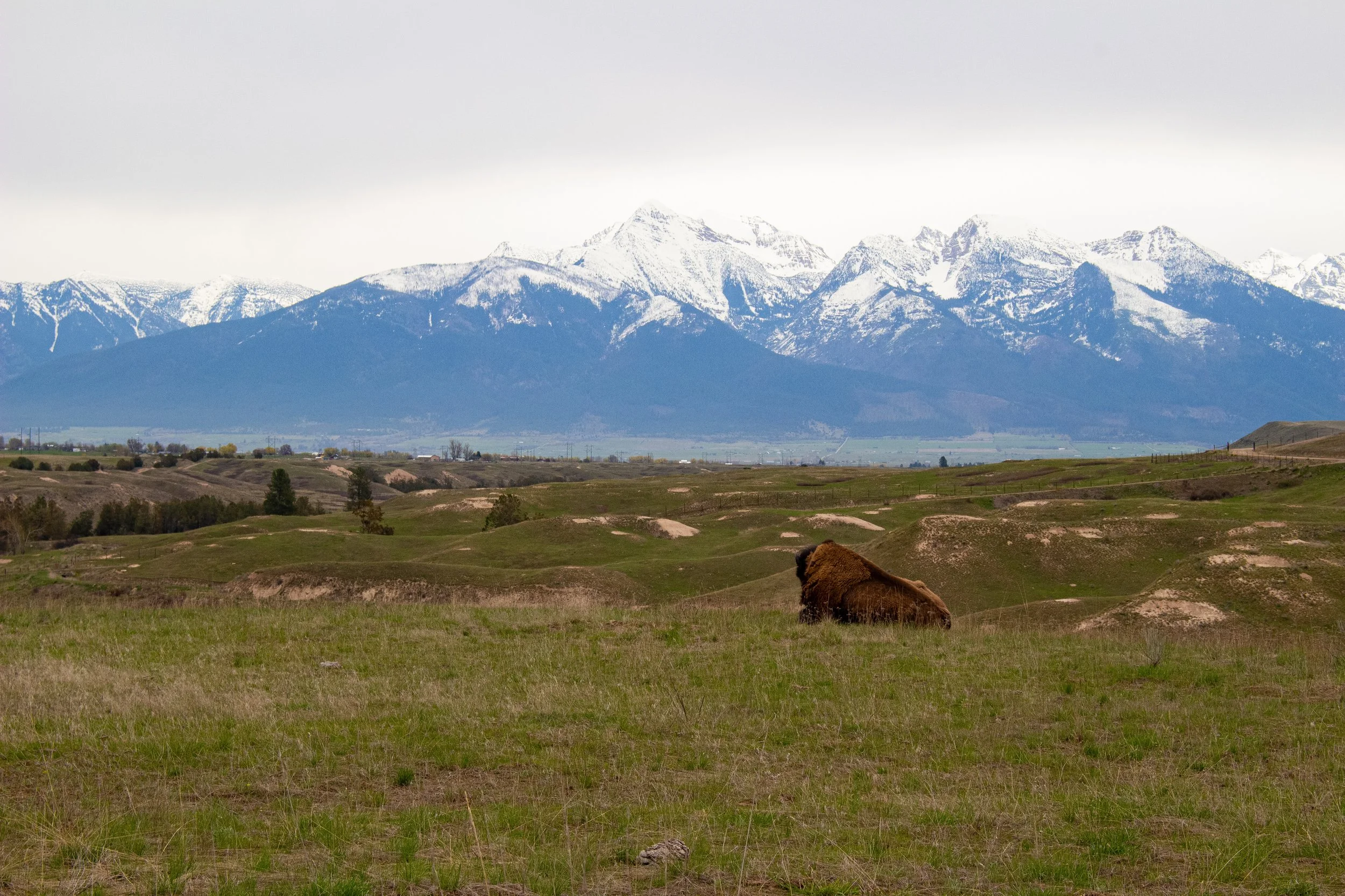 A rural landscape with green fields in the foreground, a bison resting on the grass, and snow-capped mountains in the background under a cloudy sky.