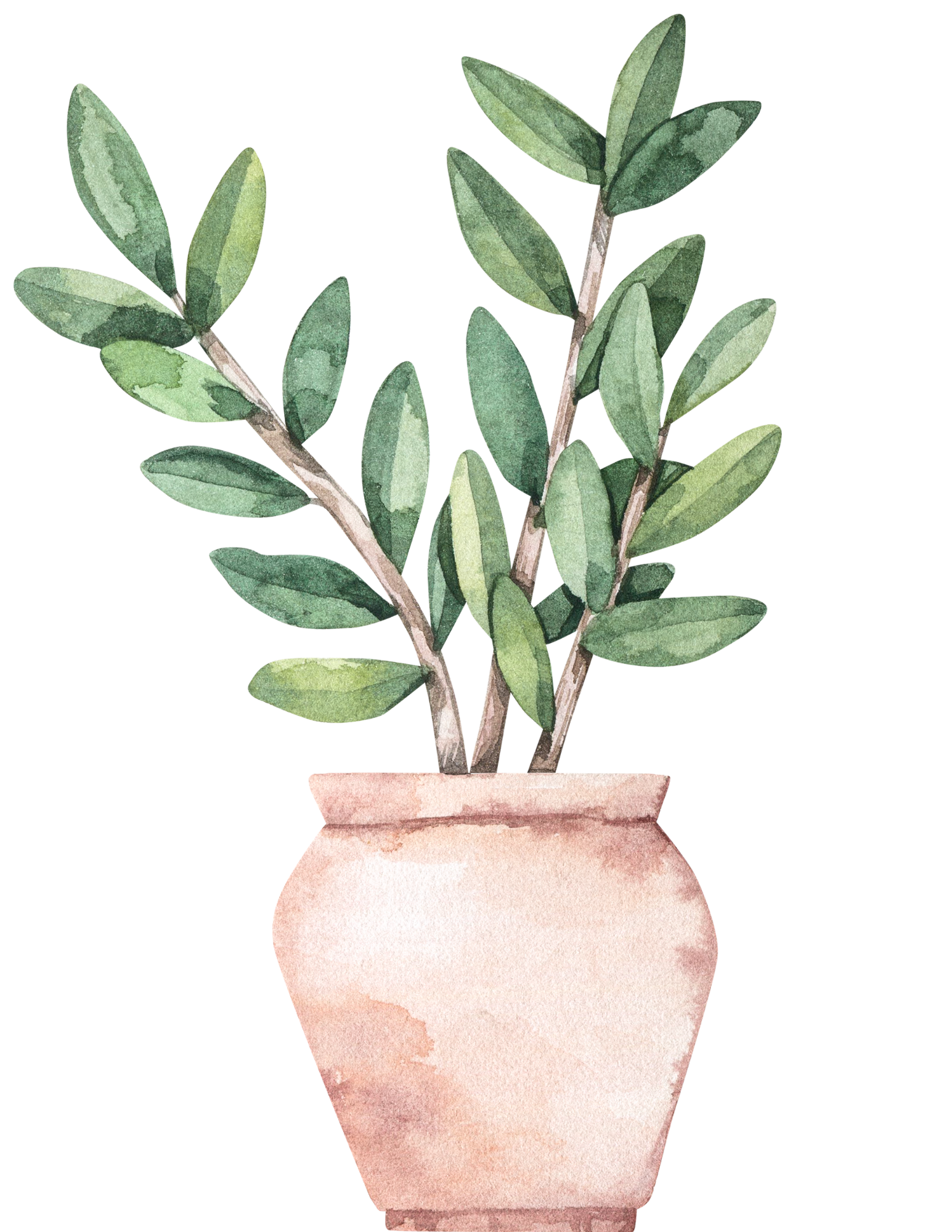 Watercolor illustration of a potted green leafy plant with multiple stems in a pinkish clay pot.
