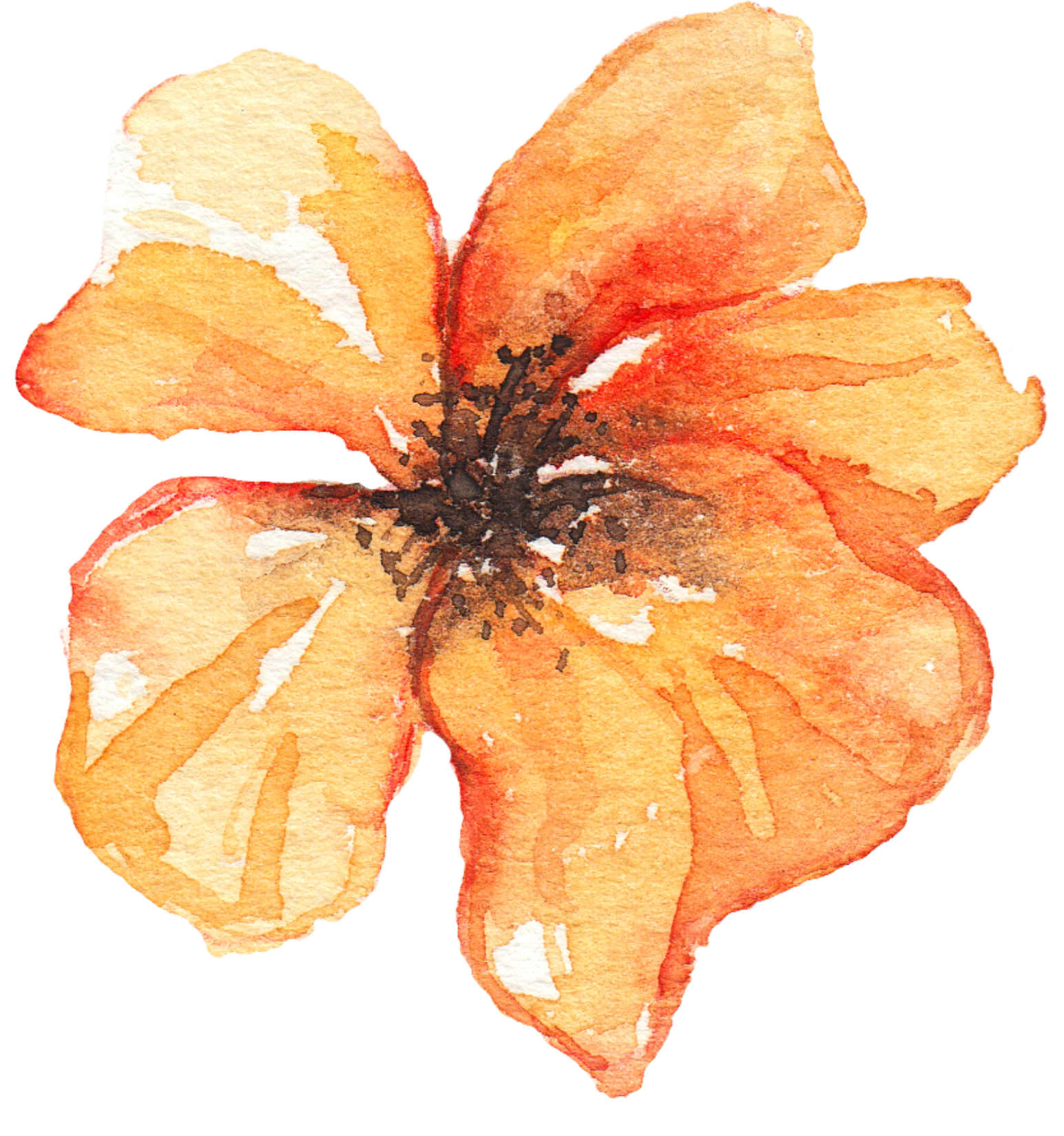 Watercolor painting of an orange hibiscus flower with five petals, dark stamens in the center, and white accents.