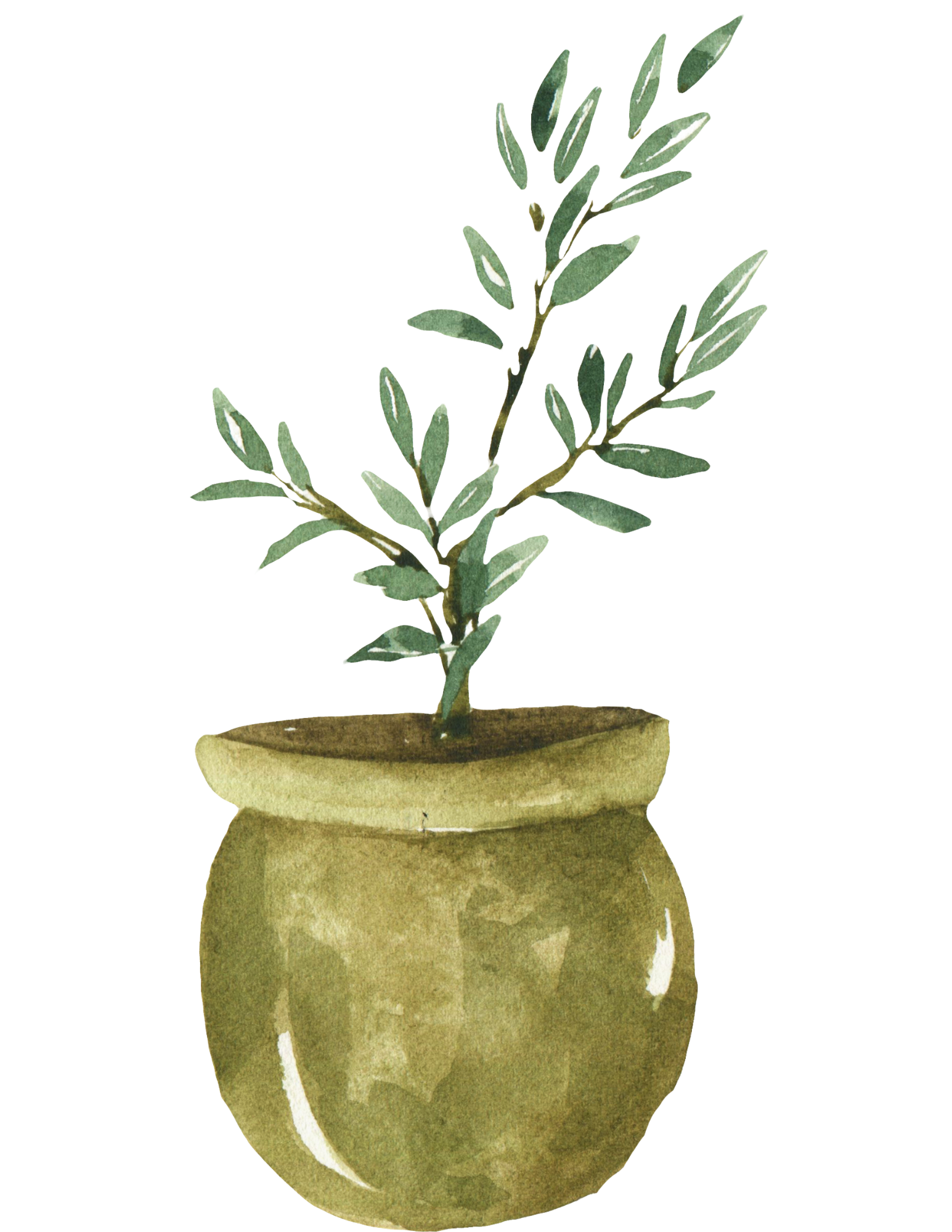 Watercolor painting of a potted olive branch with green leaves in a beige pot.