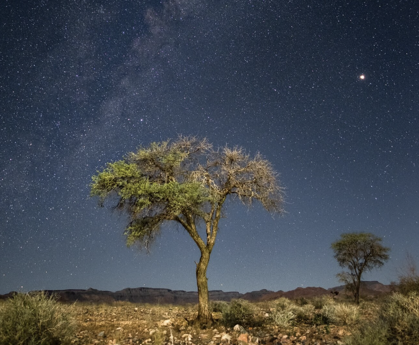 The Tree and Its Star