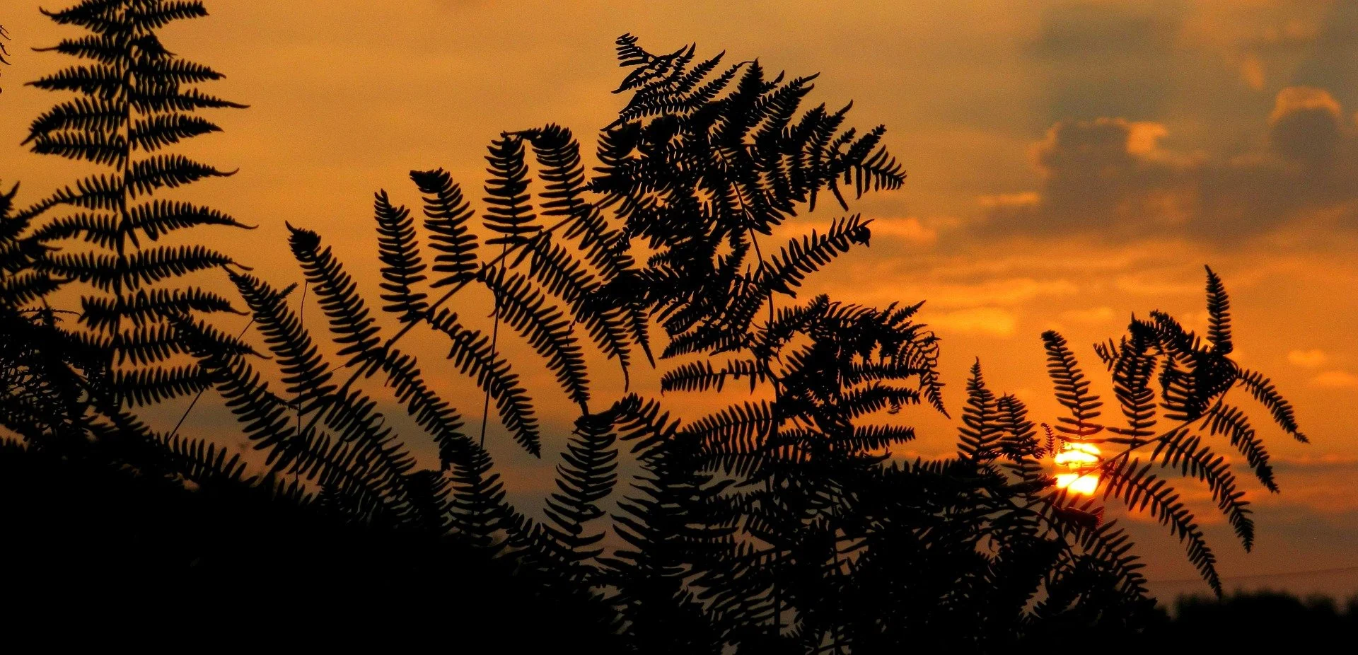 tmdaub-sunrise-1014550_1920.jpg
