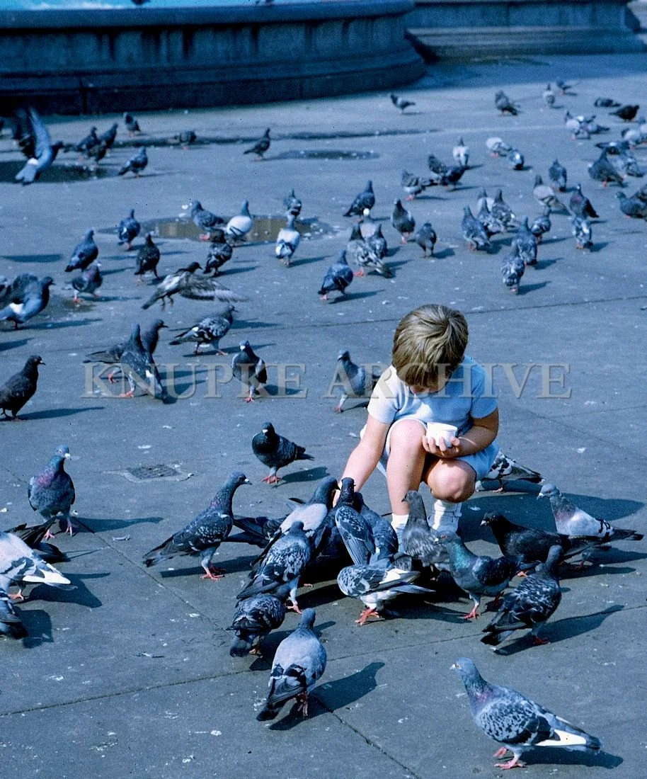Feeding the Pigeons Print