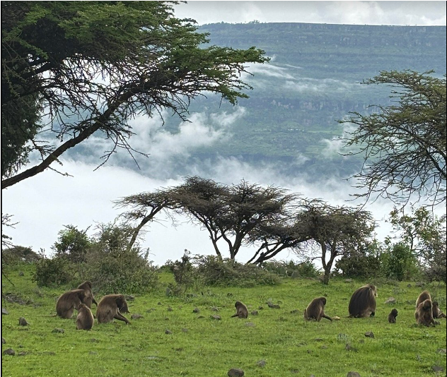 monkeys in the wild