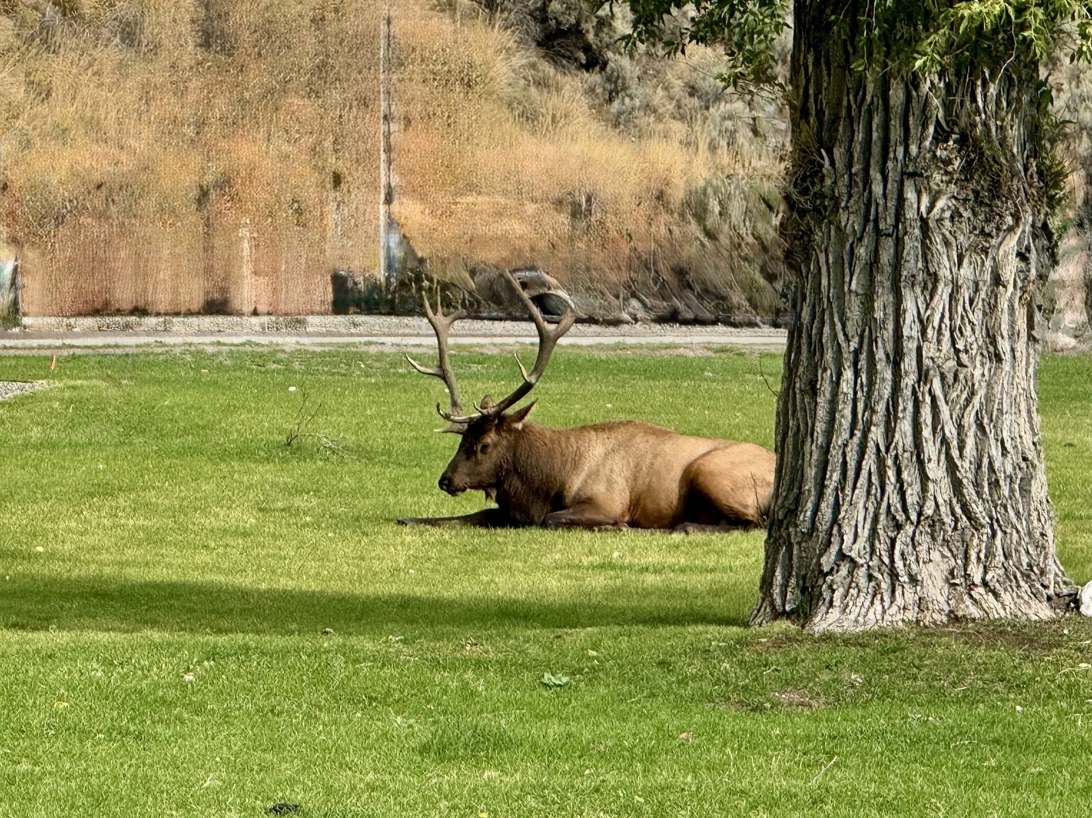 Yellowstone