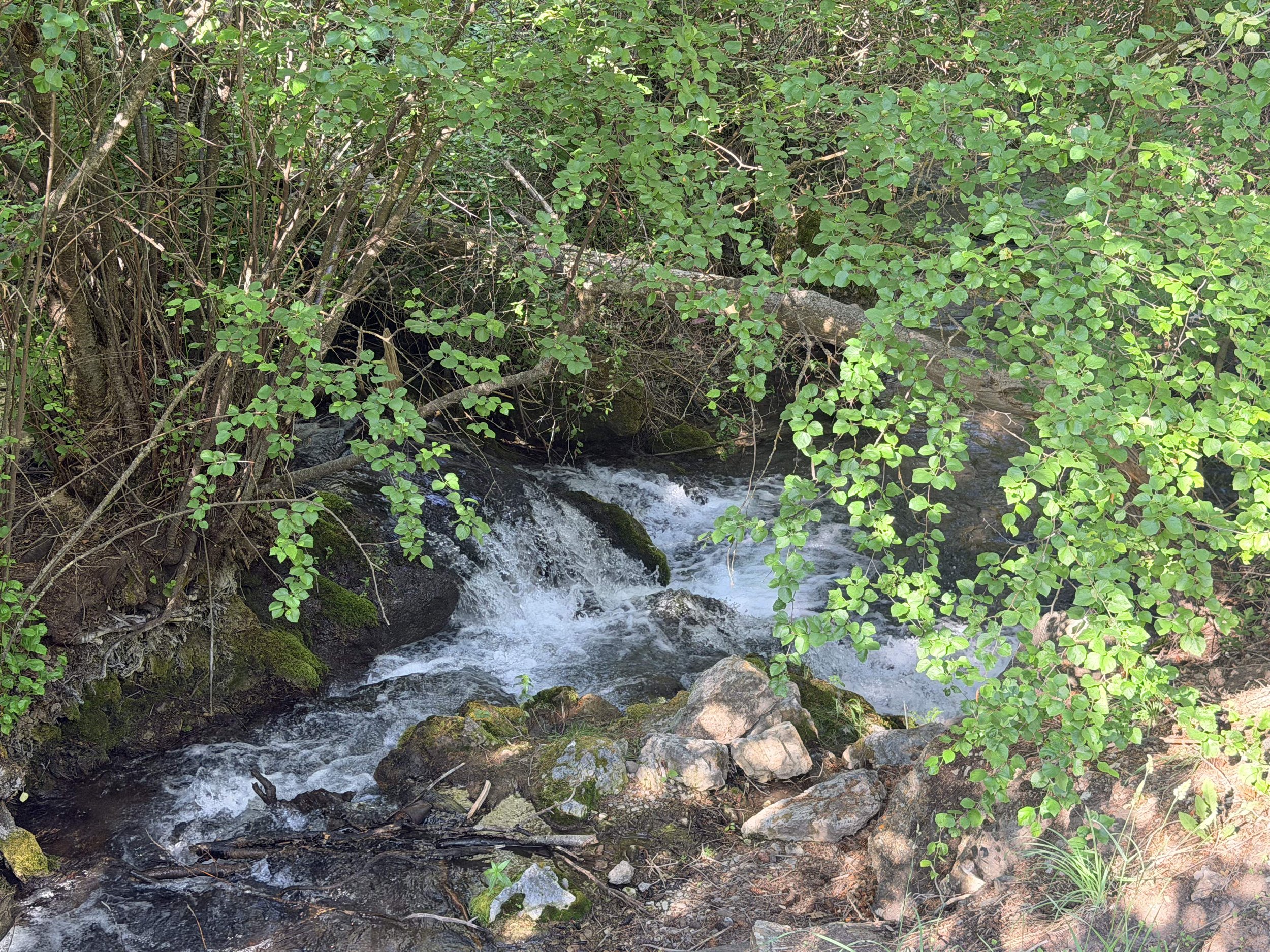 IMG_3534.jpg