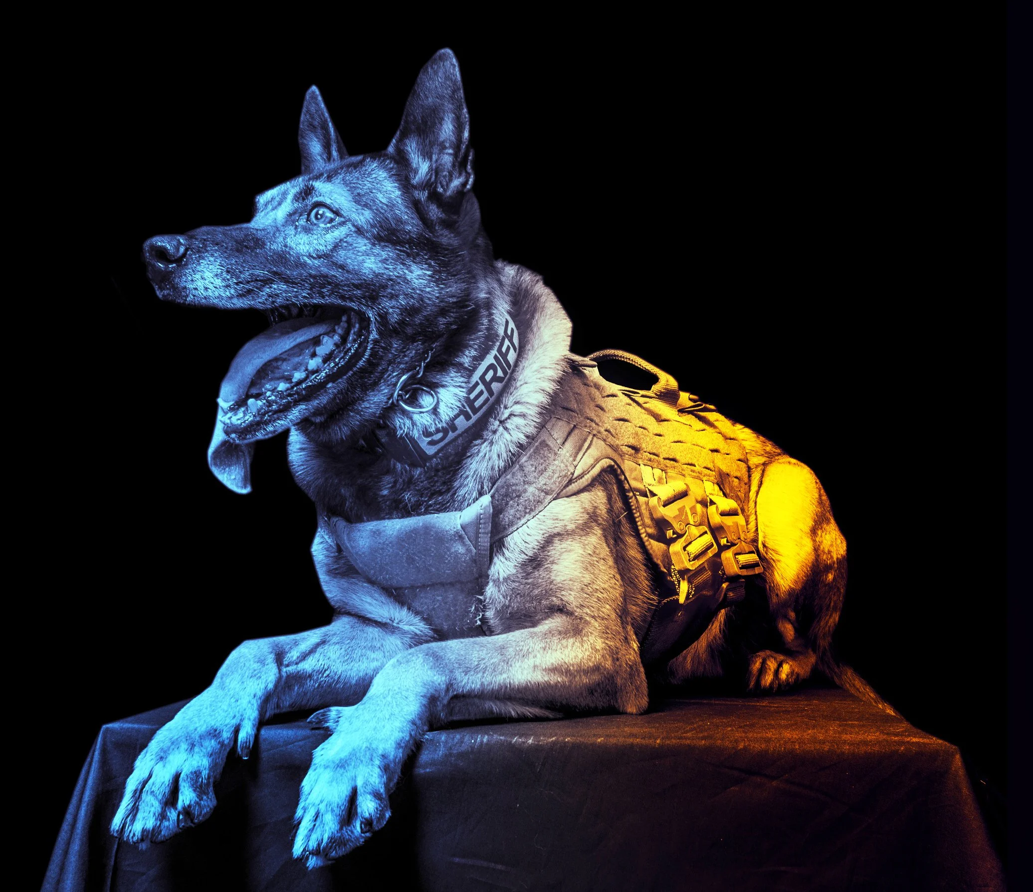 K9 Hawk.jpg