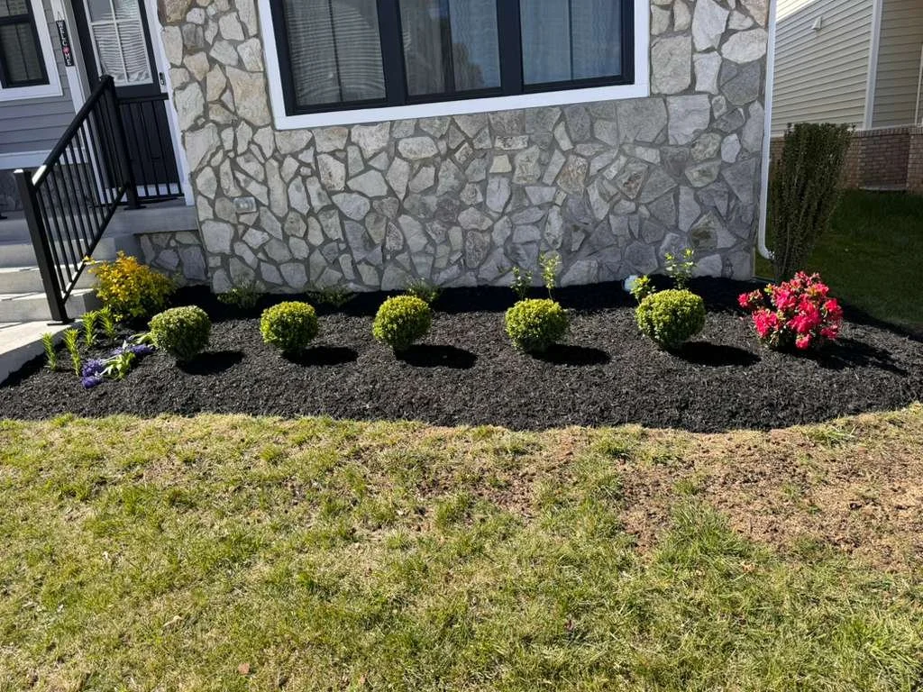 Backyard garden bed with small green bushes, flowering plants, and freshly laid black mulch in front of a house with a stone and siding exterior.