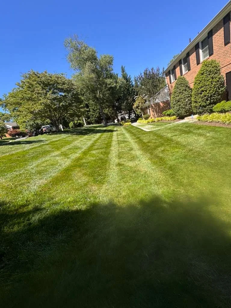 Manicured green lawn with evenly cut grass stripes, large trees, and a brick apartment building in the background on a sunny day.