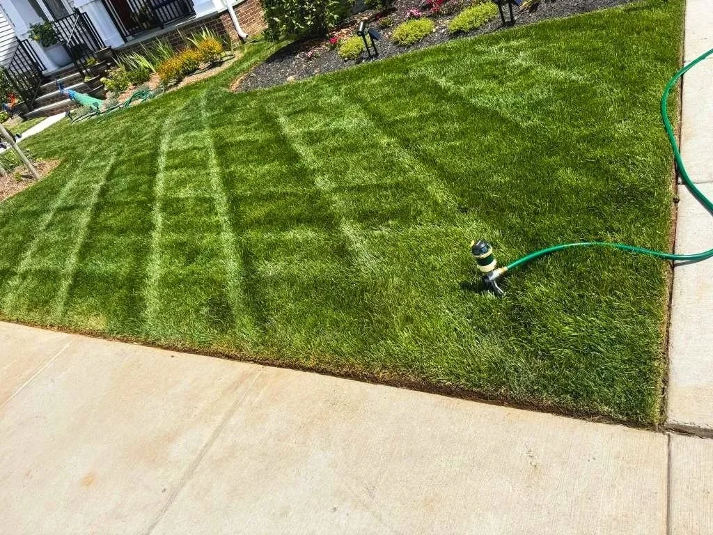 Freshly mowed green lawn with a garden hose on the right side.