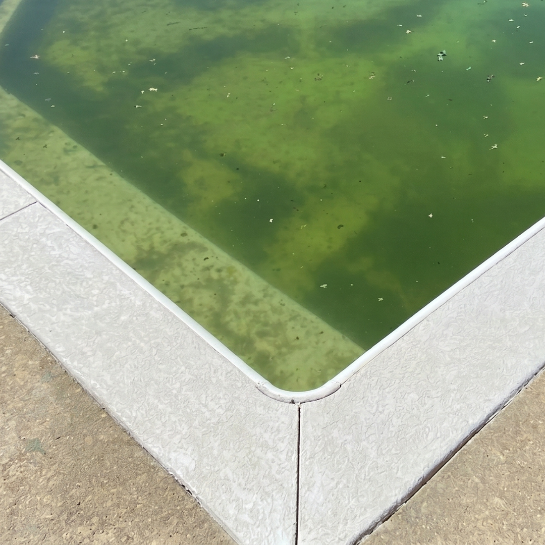 A corner of a swimming pool with greenish water and algae, surrounded by a textured white pool deck.