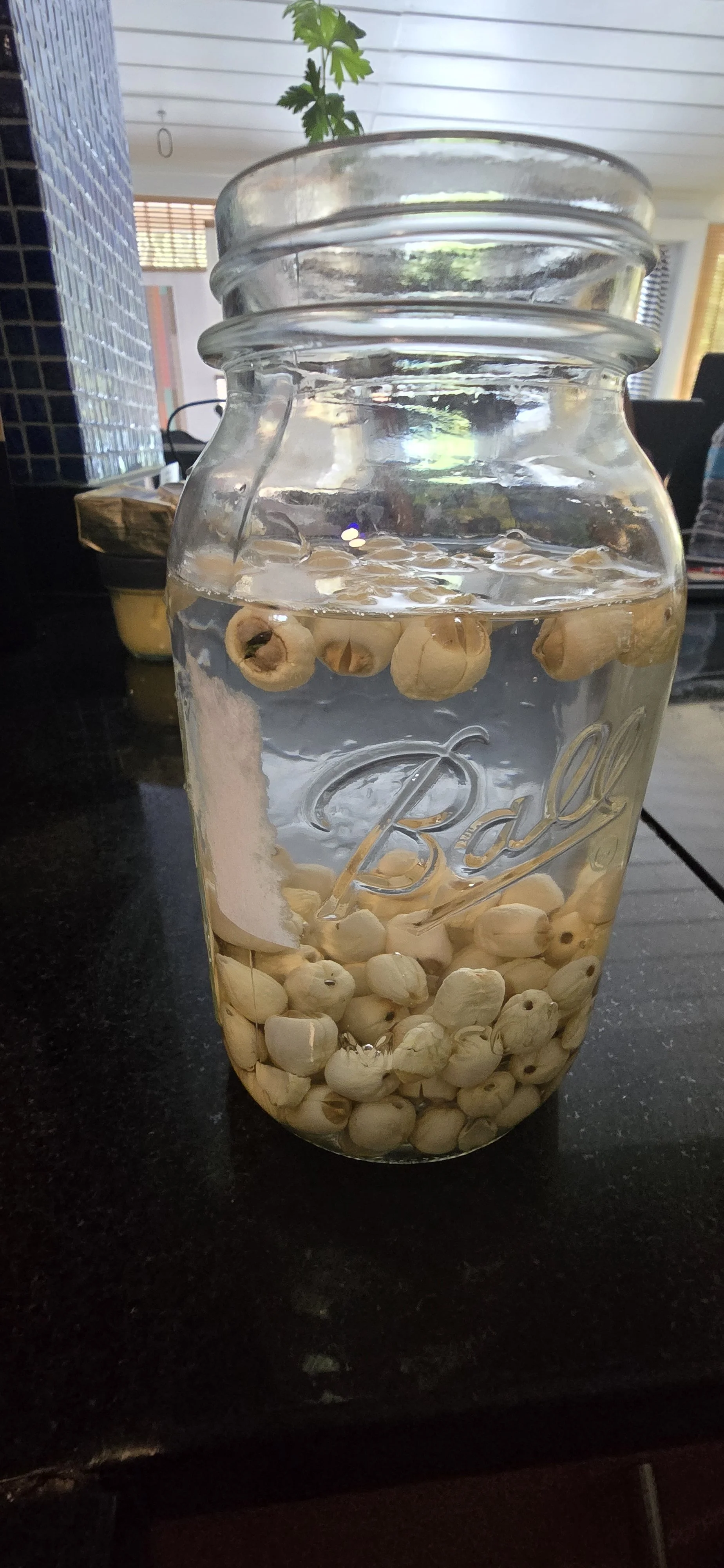 Lotus Seeds (Lian Zi) Gentle Support During Cancer Care