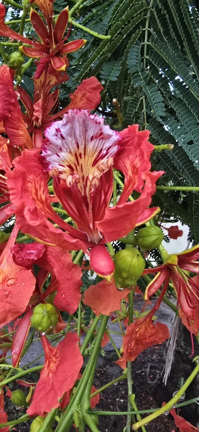 Power of Plants. Anticancer cytotoxic effects of Delonix regia (Royal Poinciana Flame Tree) extracts