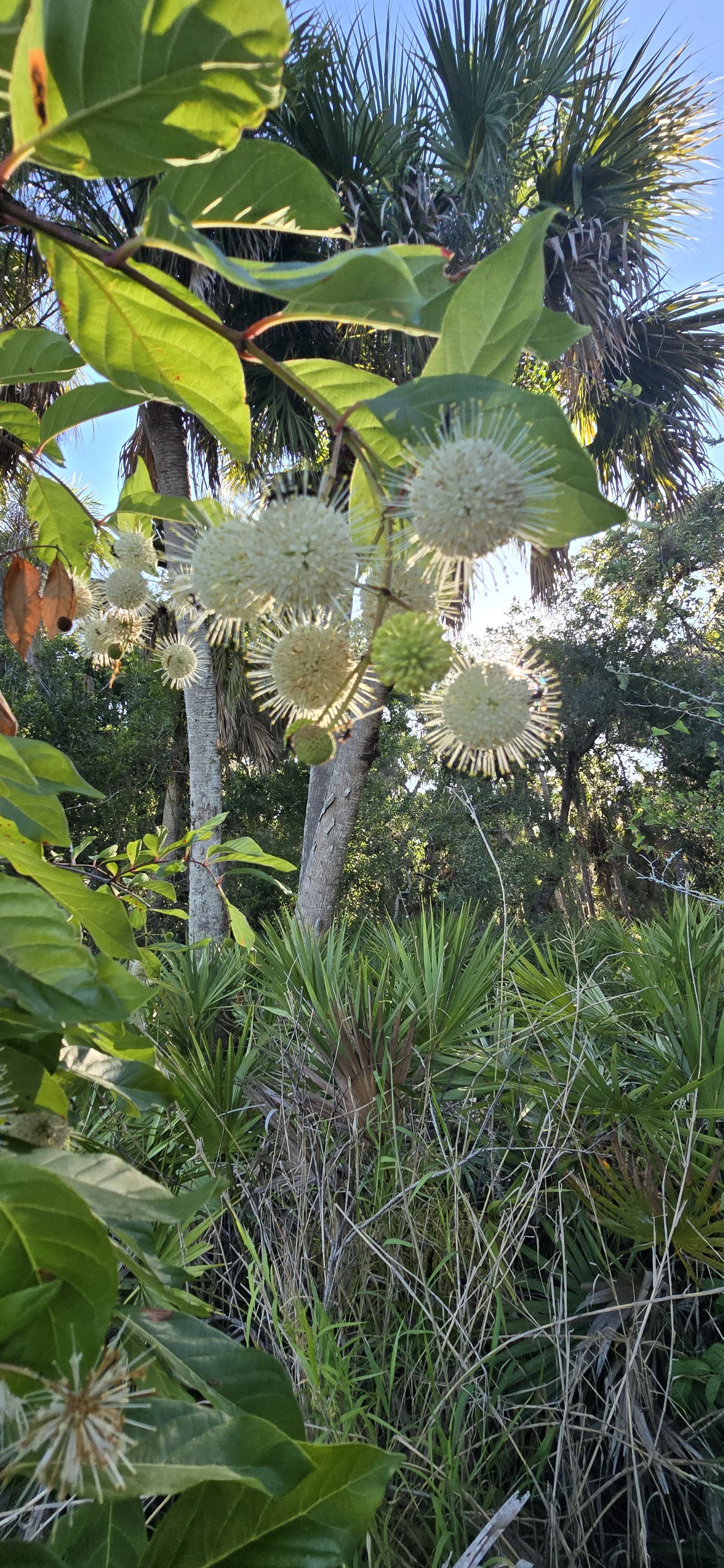 Flower Essence Hunting, Buttonbush and Cancer Support