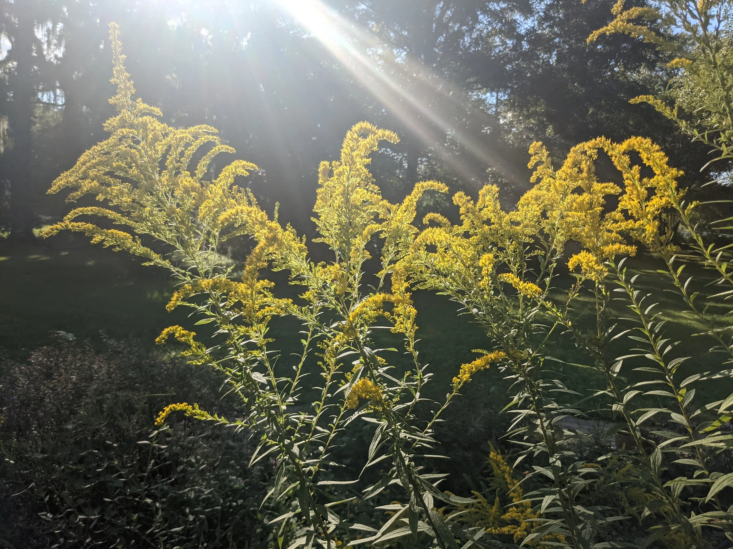 Goldenrod Flower Essence and Cancer Support