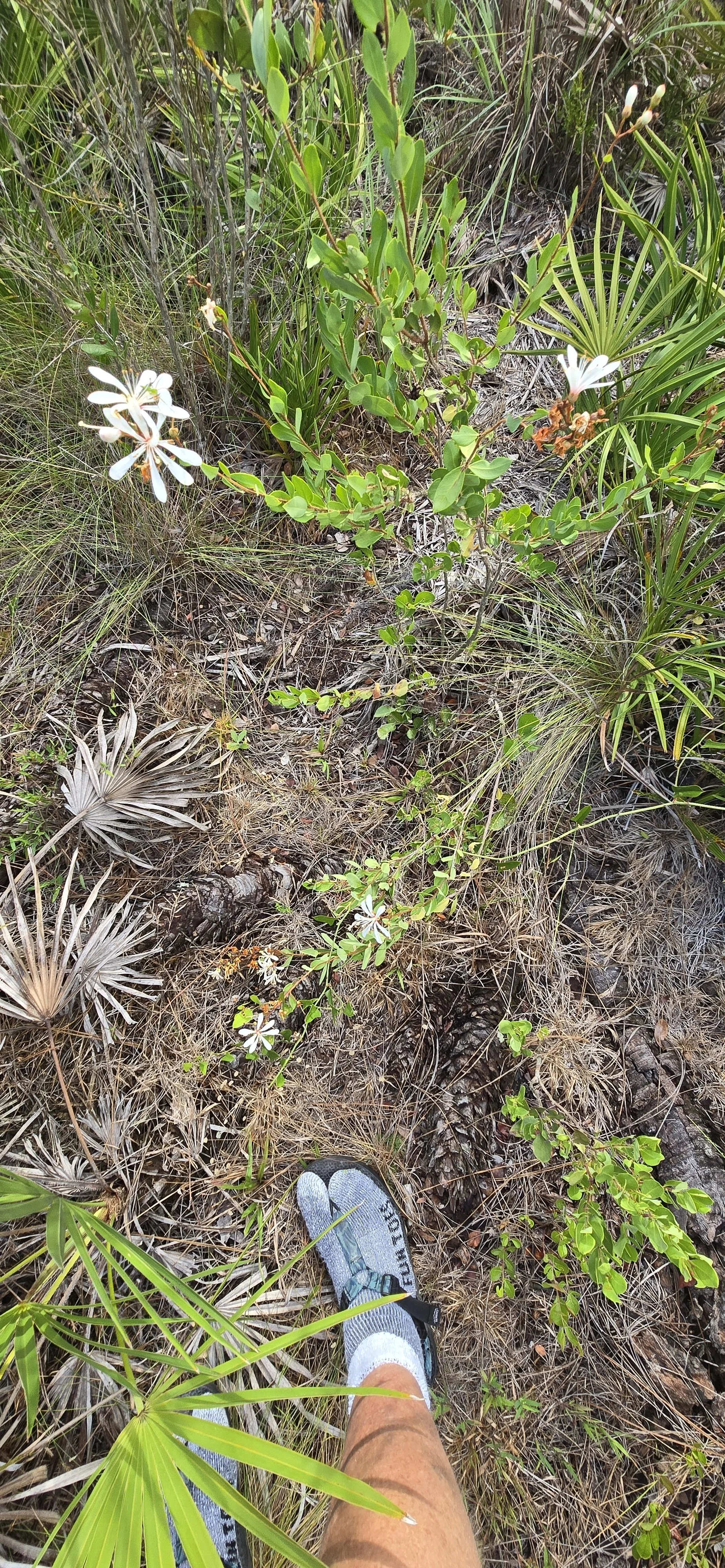 Bejaria racemosa produces a Flower Essence used for mental clarity and support in creating boundaries.