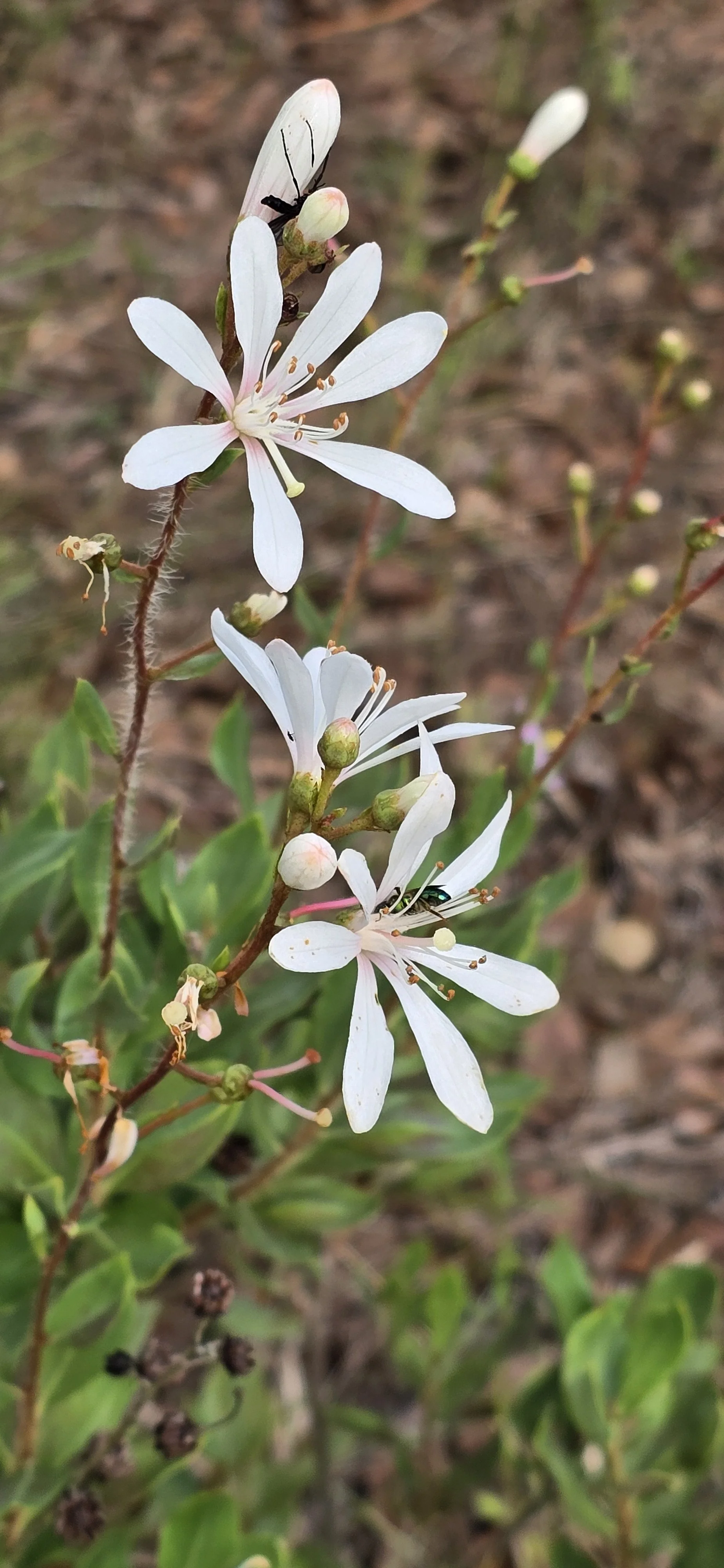 Bejaria racemosa & Flower Essence Hunting