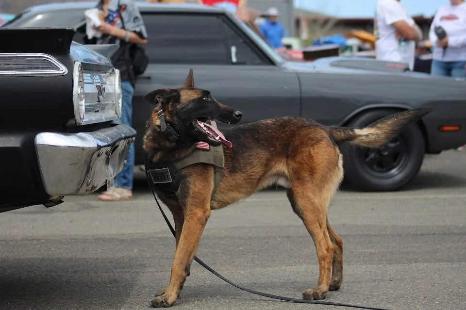 A Belgian Malinois police dog stands on a street, panting, wearing a harness, with vintage cars and people in the background at an event.