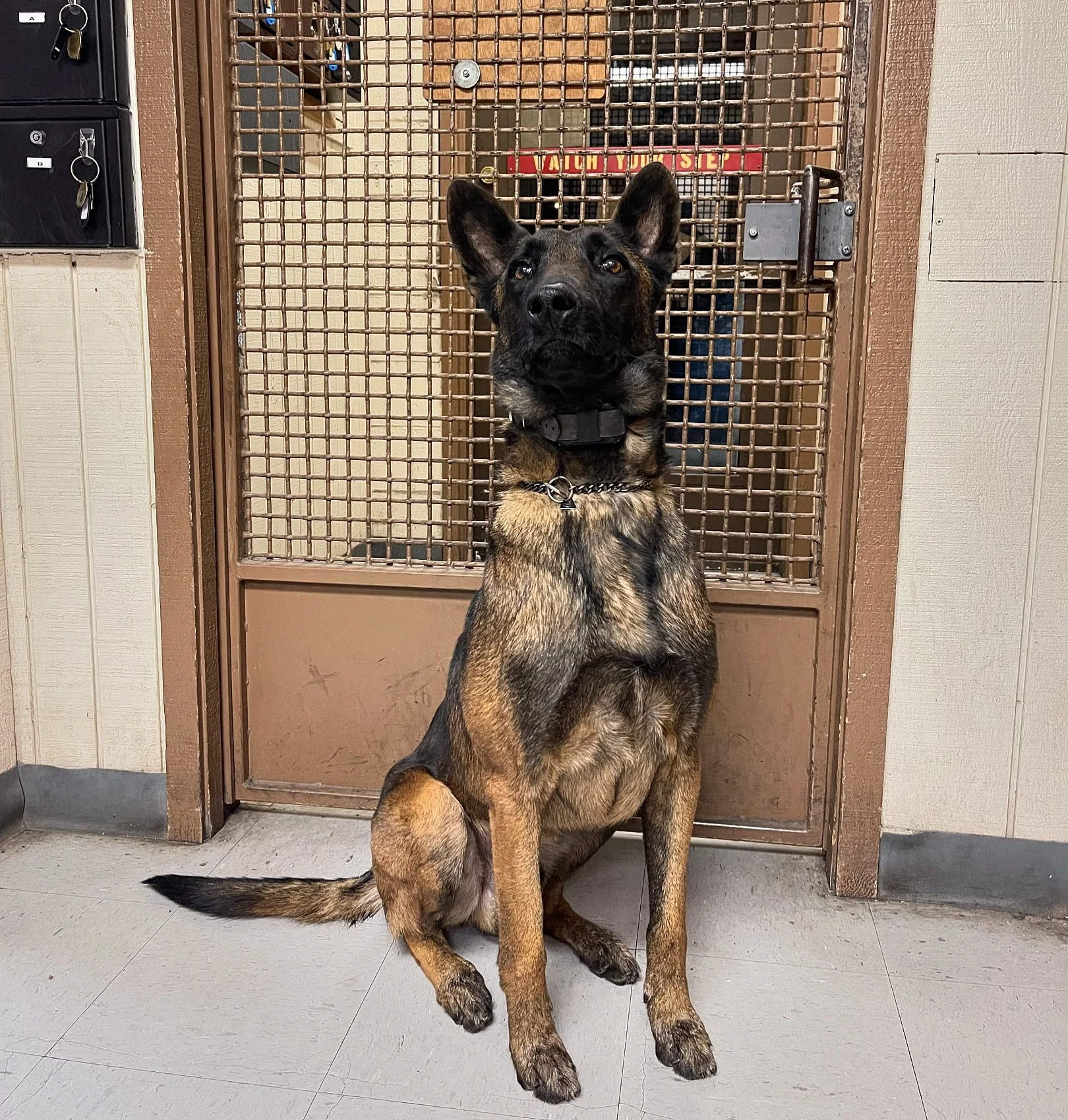 A large German Shepherd dog with a black and tan coat sitting in front of a kennel door in a shelter, looking up.