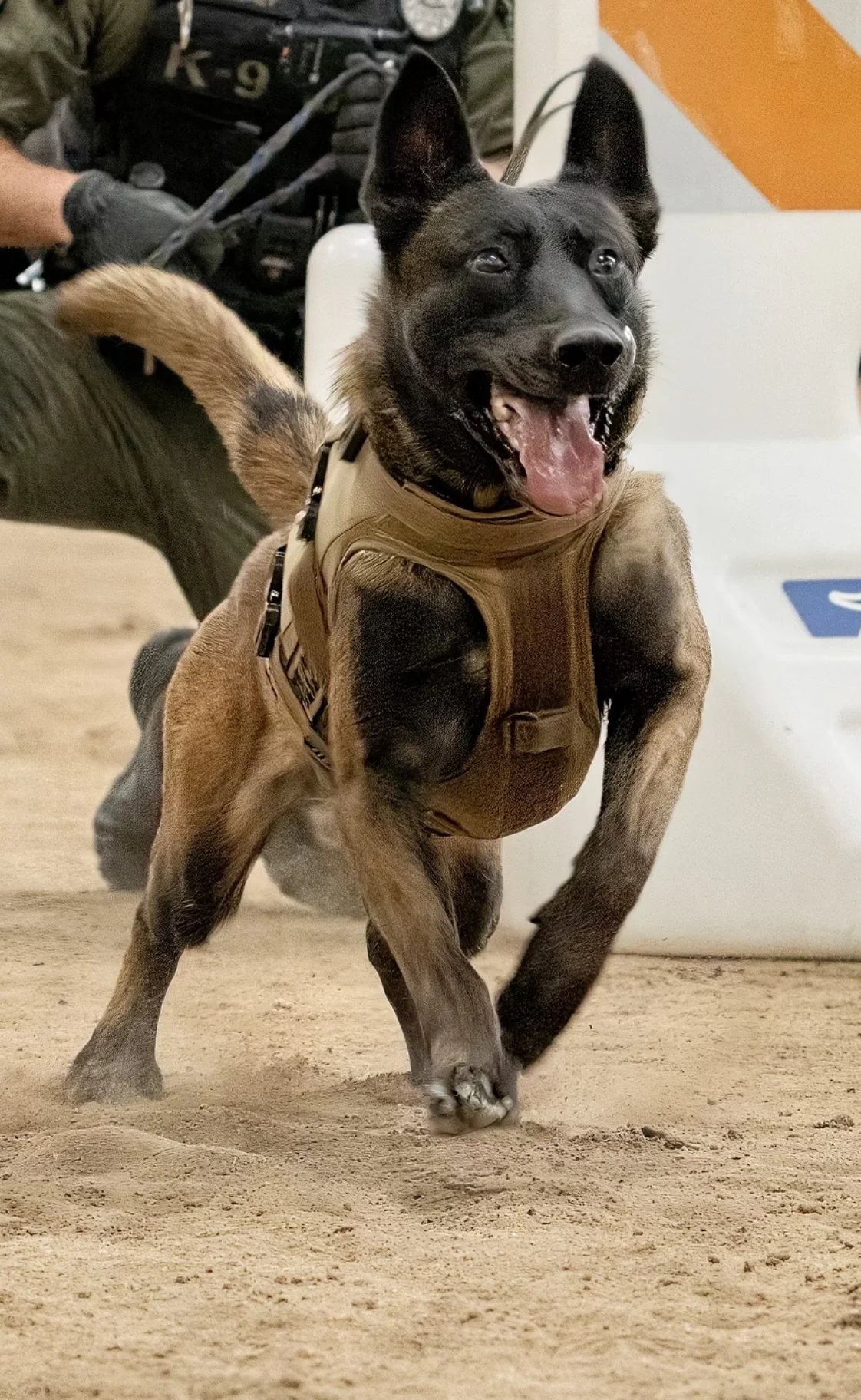 A police dog, possibly Belgian Malinois or German Shepherd, wearing a protective vest, running on a sandy or dirt surface with its tongue out and ears perked up. A person in uniform is partially visible behind the dog.