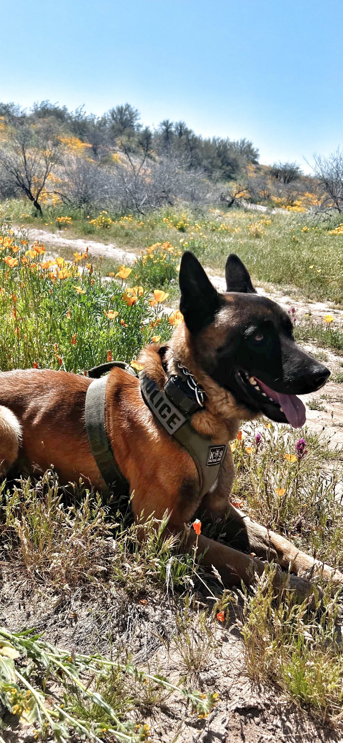 A police dog resting in a grassy field with yellow and purple flowers and a dirt path, trees, and a blue sky in the background.
