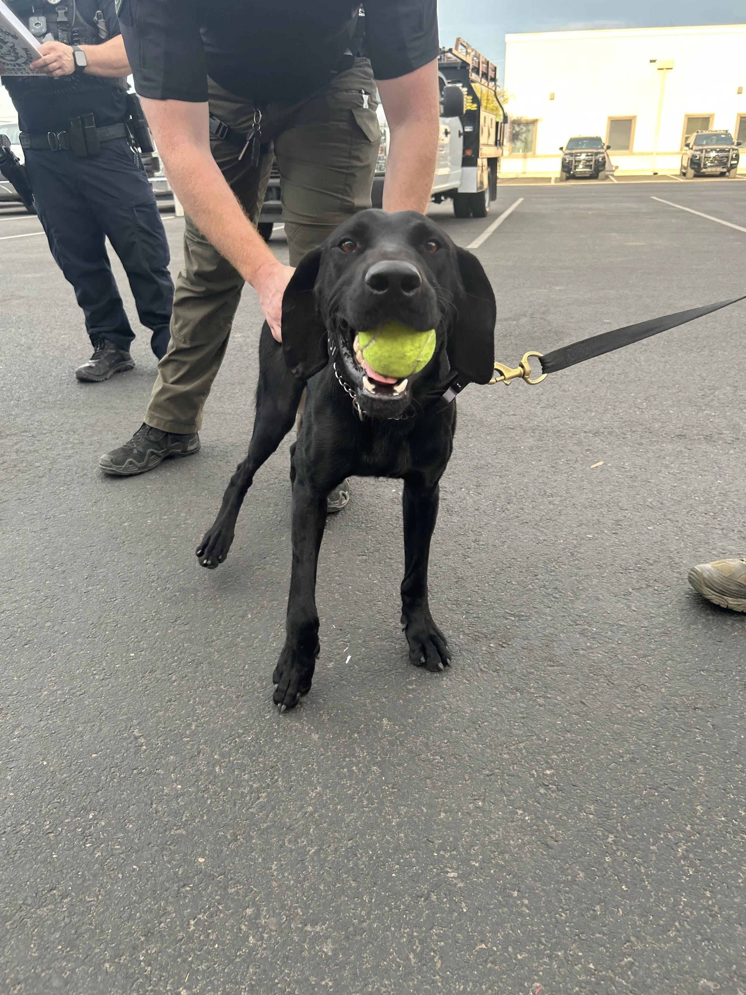 A black Labrador retriever holding a tennis ball in its mouth, leashed, standing on an asphalt parking lot. Two police officers are nearby, one holding a newspaper, with police vehicles in the background.