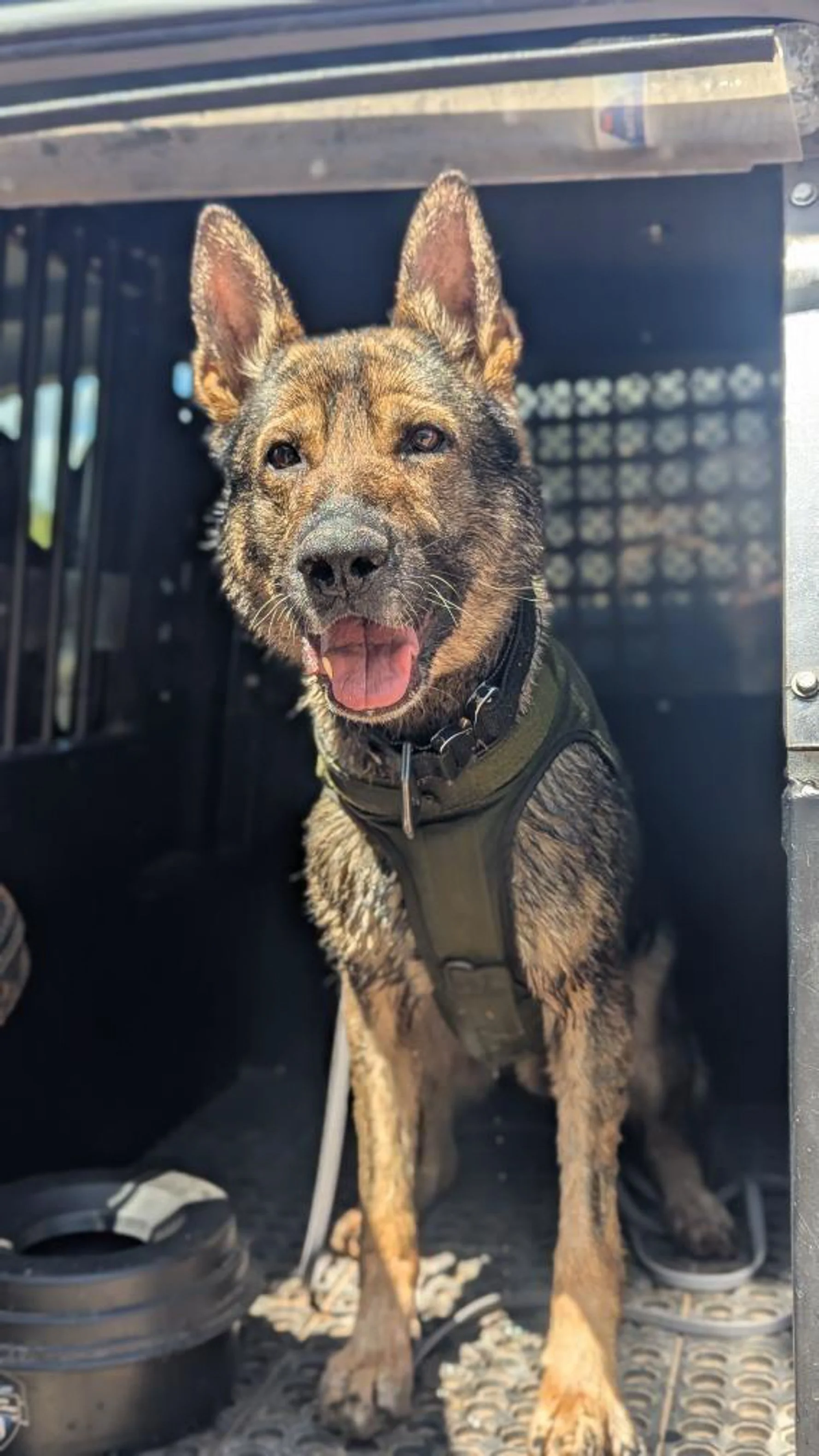 A German Shepherd dog sitting inside a vehicle, wearing a harness, with its tongue out and ears up, looking at the camera.