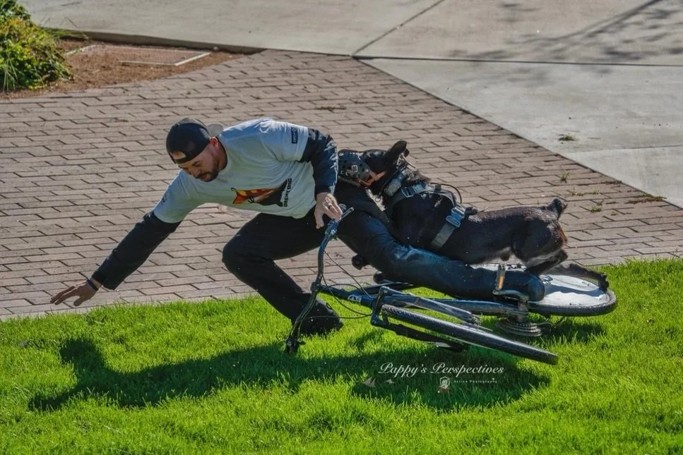 A man falls off a bicycle onto grass next to a sidewalk, with a dog on the bike's rear rack.