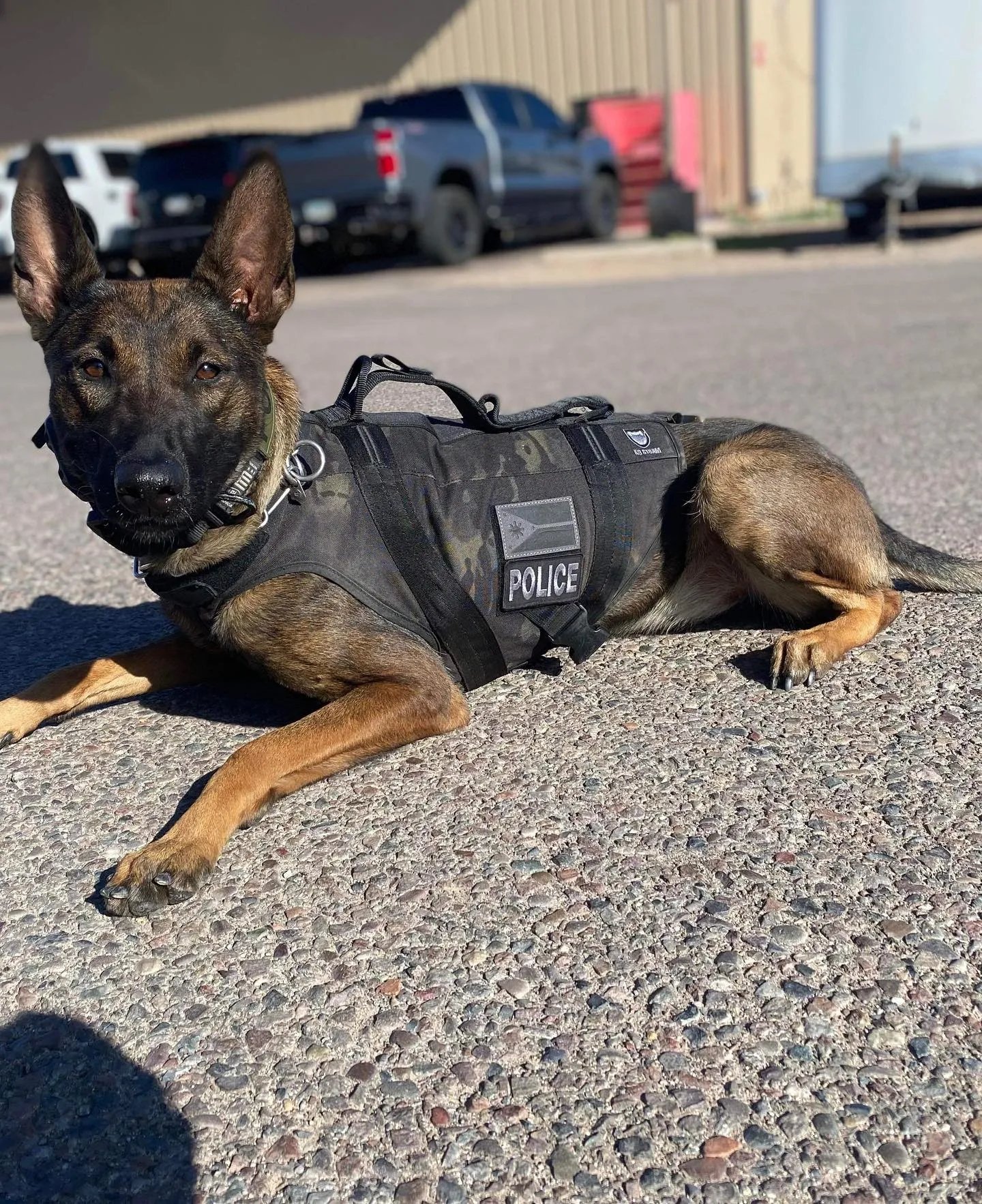 A police dog lies on the pavement, wearing a black vest with police patches, in an outdoor area near parked vehicles and buildings under a bridge.