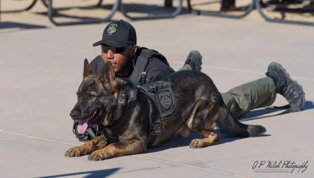 A police officer and a police dog lying on the ground during training or a drill outdoors in bright sunlight.