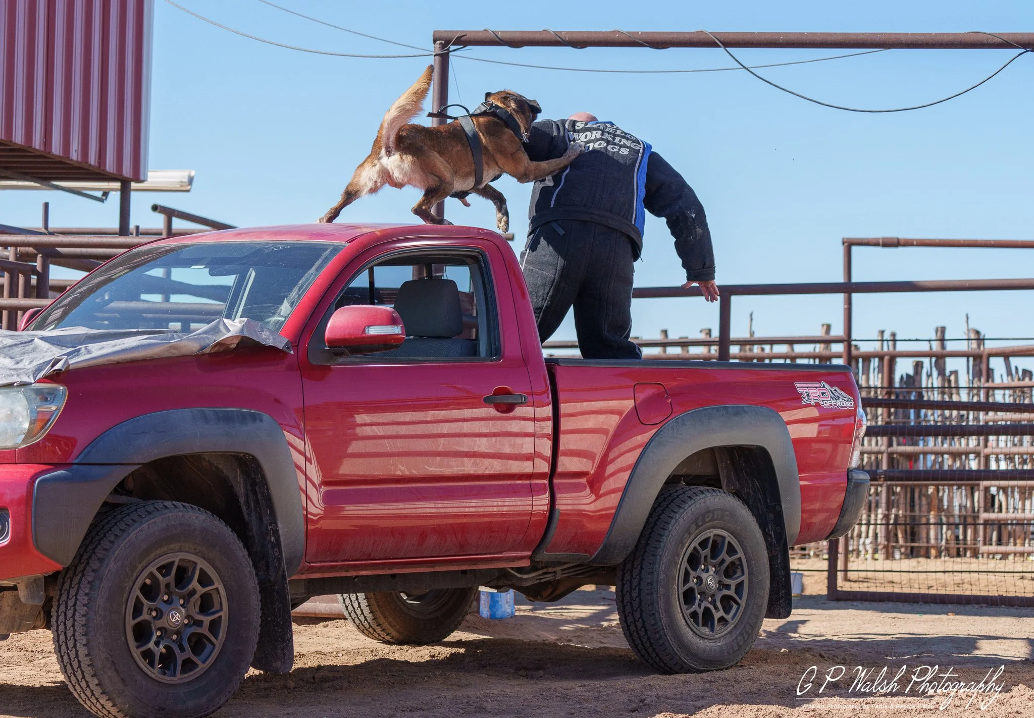 A person with a dog in a harness on the roof of a red pickup truck, at an outdoor livestock or rodeo event with metal fencing in the background.