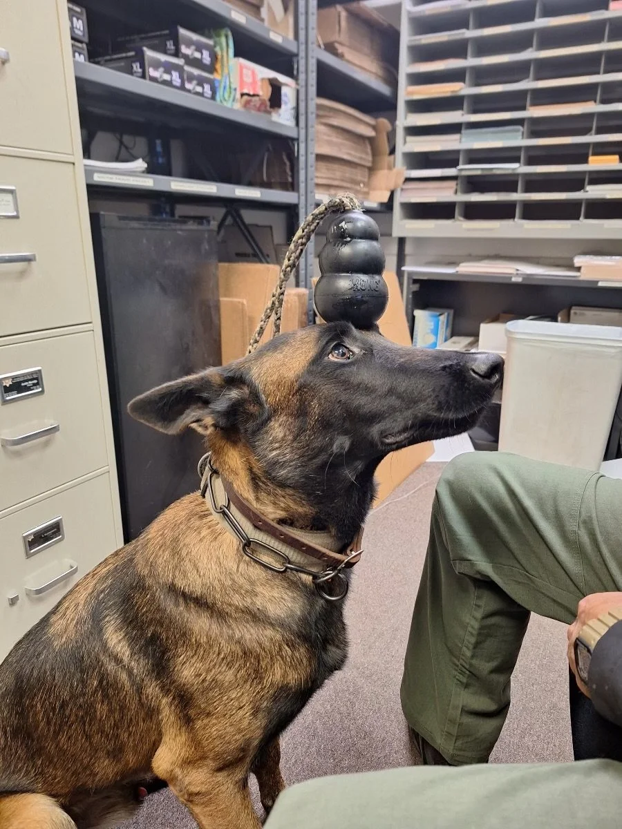 A German Shepherd dog sitting in an office or storage room, with a black toy attached to a rope hanging from overhead shelf, resembling a dumbbell.