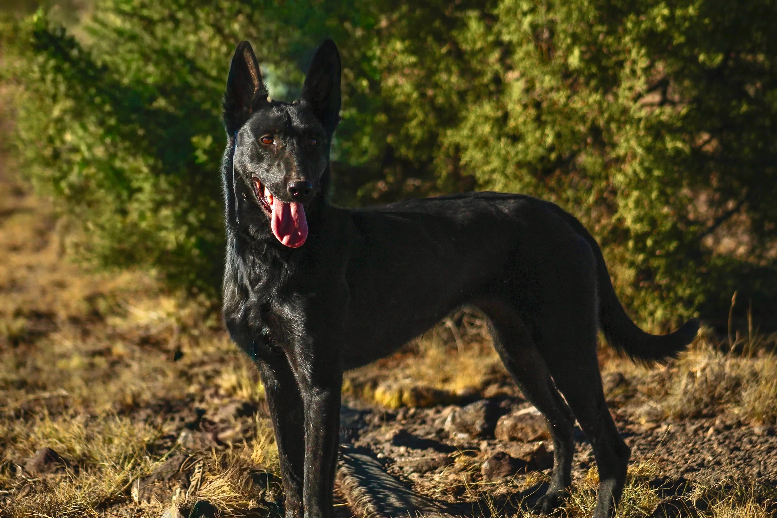 A black dog with pointed ears, possibly a Belgian Malinois, running outdoors on a grassy terrain with trees in the background.