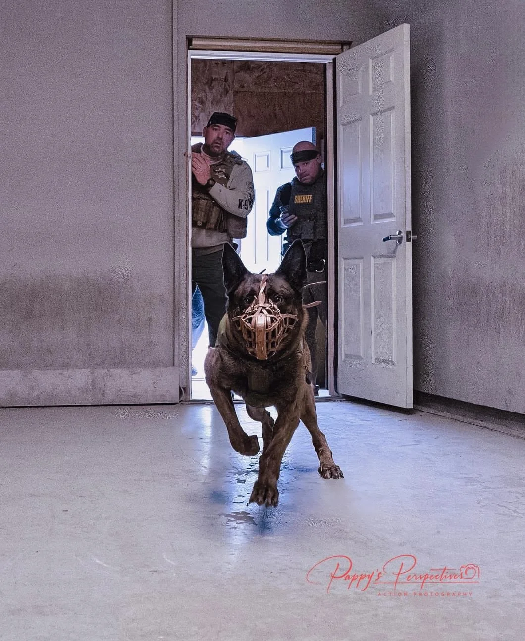 German Shepherd police dog wearing a muzzle running towards camera, with two law enforcement officers standing in the doorway behind it, one with a badge and the other with a radio, inside a home.