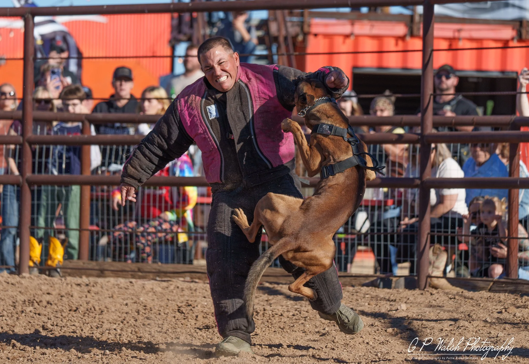 A man in a rodeo arena wrestling a brown bull. The man is wearing a protective vest and gloves. Spectators are watching behind a fence, some taking photos.
