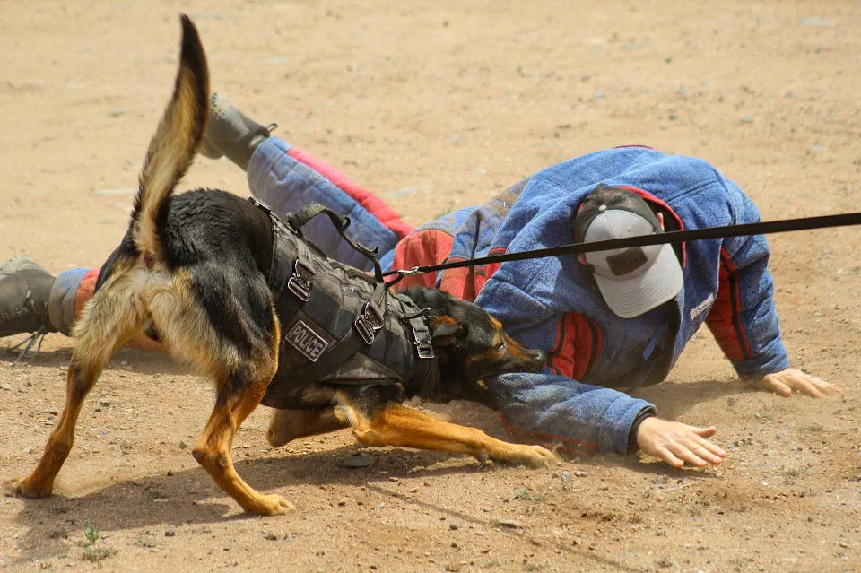 A police dog biting a suspect on the ground during an arrest, with a police officer assisting, on dirt ground in an outdoor setting.