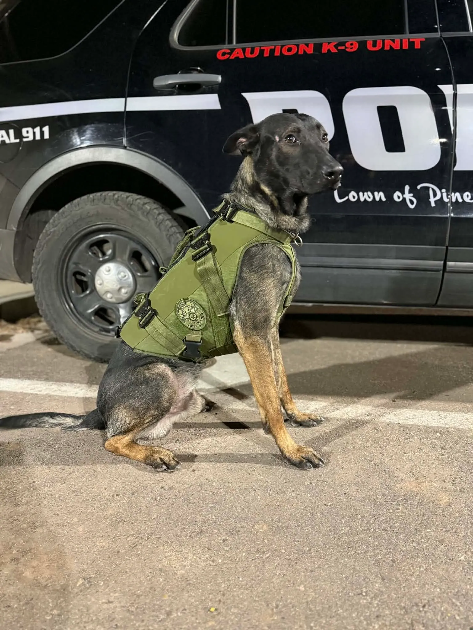 K-9 police dog wearing a green harness sitting on a paved surface in front of a police vehicle, which has markings indicating it is a K-9 unit.
