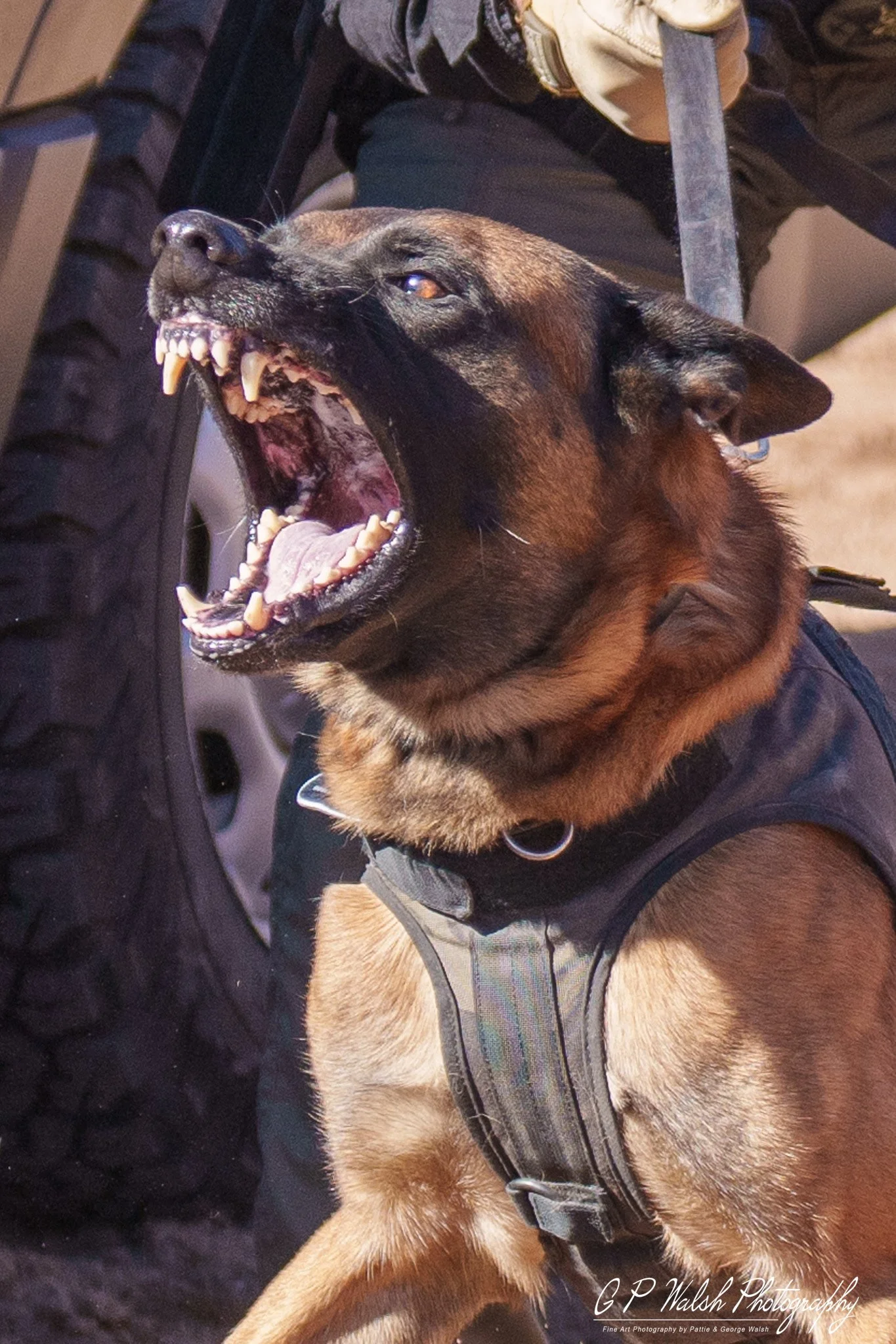 A German Shepherd dog with its mouth open, showing teeth, held by a person wearing a black jacket and tan sleeves, outdoors.