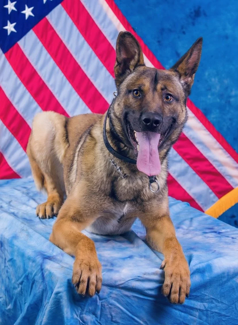 A happy brown dog with pointed ears and a black collar, lying on a blue fabric surface in front of an American flag backdrop, with its tongue out.