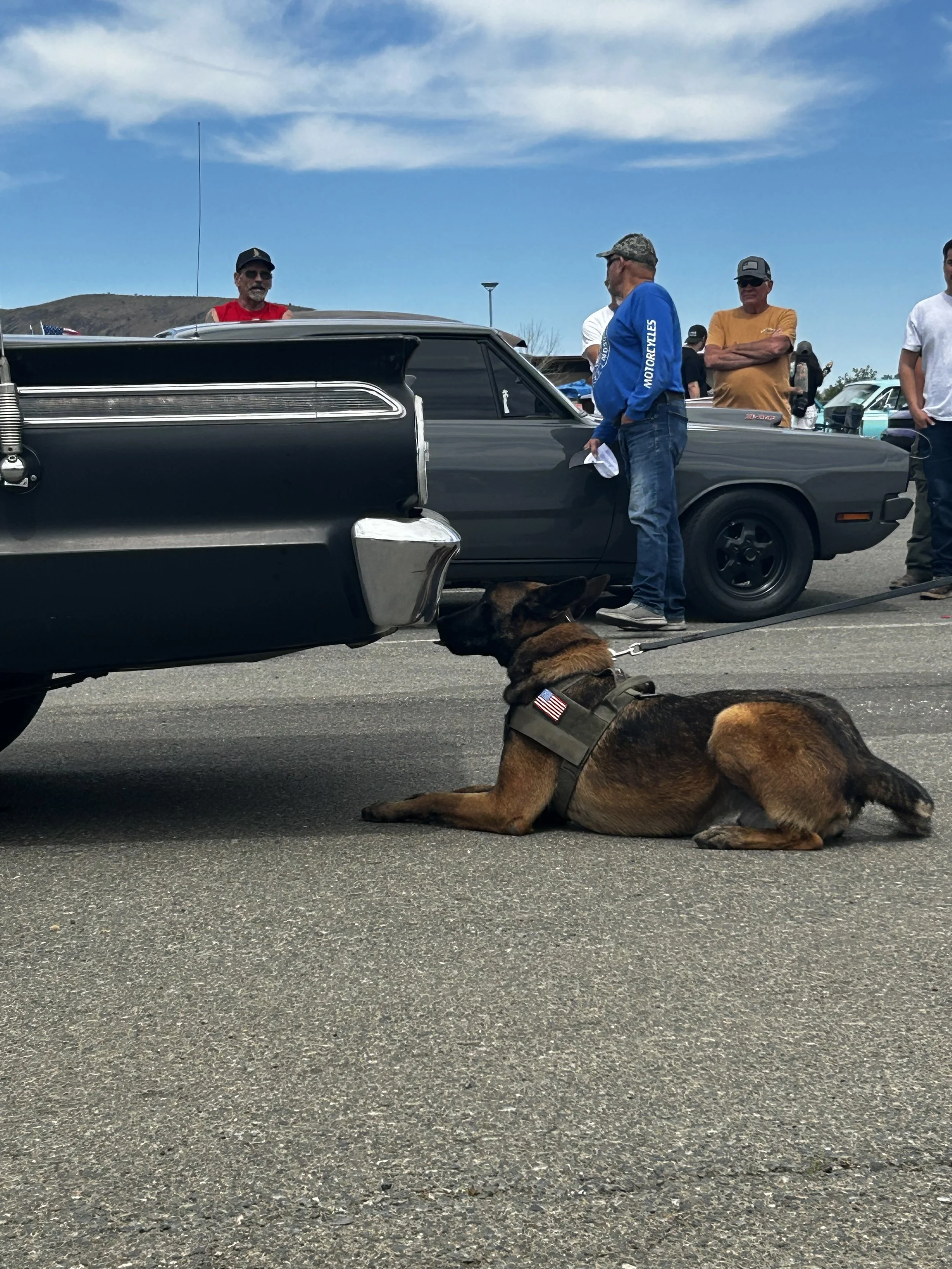 A police dog lying on the ground near a black vintage car at an outdoor car show, with people and classic cars in the background under a blue sky with clouds.