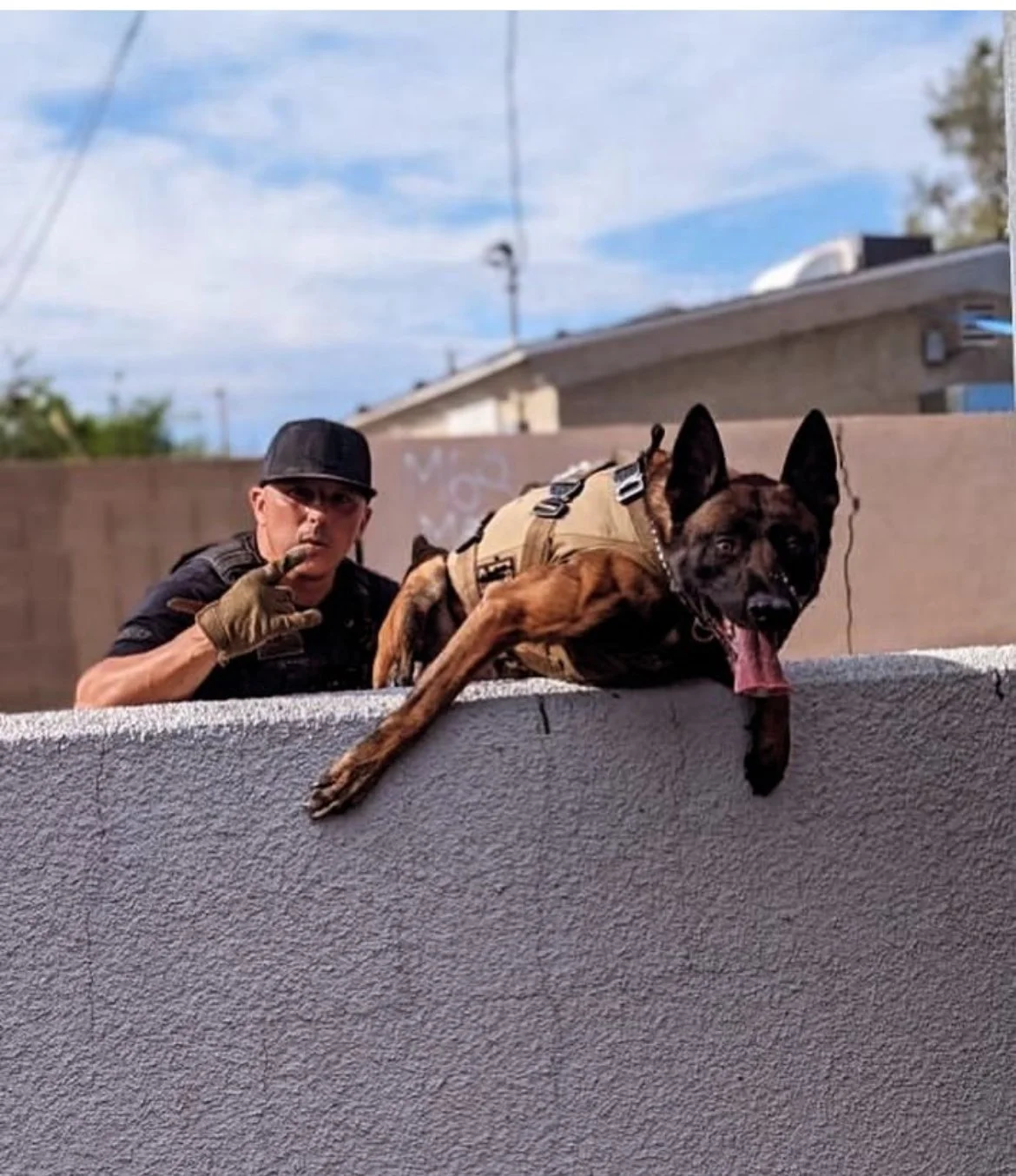 A police officer and a Belgian Malinois police dog are atop a concrete wall, with the officer making a shushing gesture and the dog lying down with its tongue hanging out.